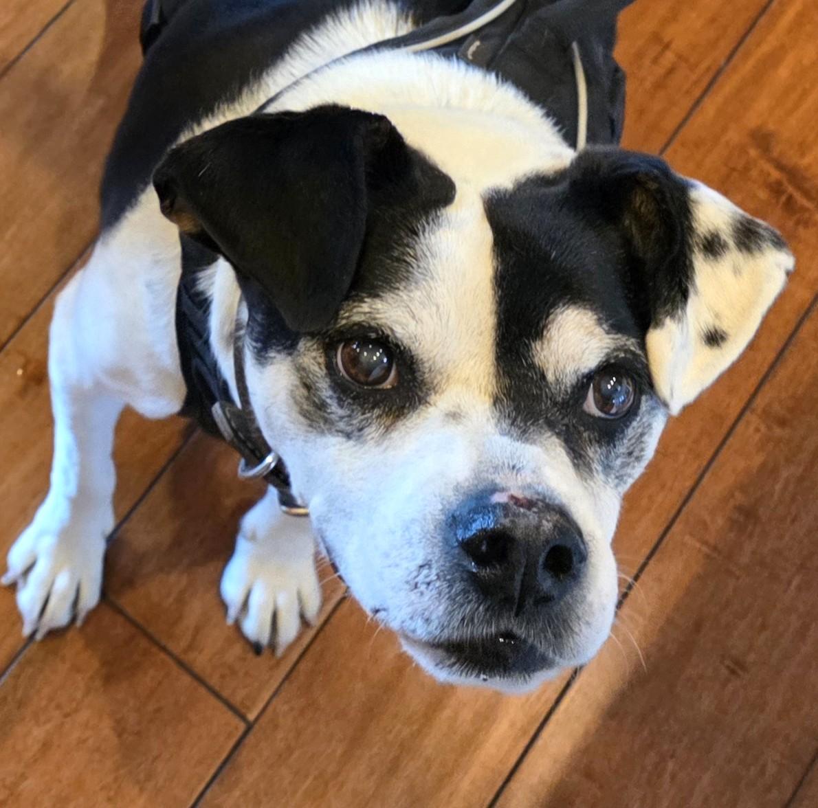 Enlarge Mabel, a ADOPTABLE mixed breed in Lisbon, IA image 3/6