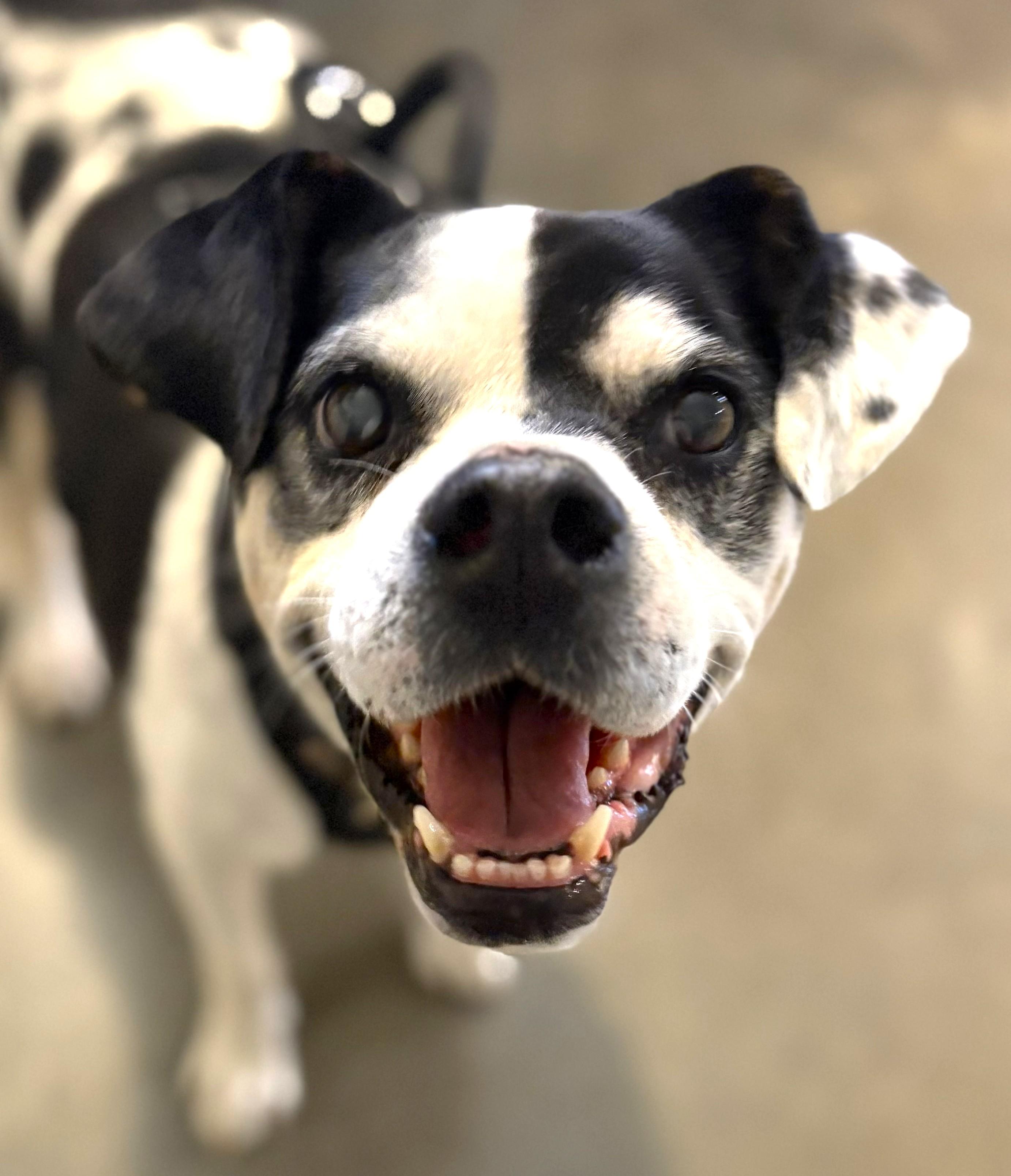 Enlarge Mabel, a ADOPTABLE mixed breed in Lisbon, IA image 1/6