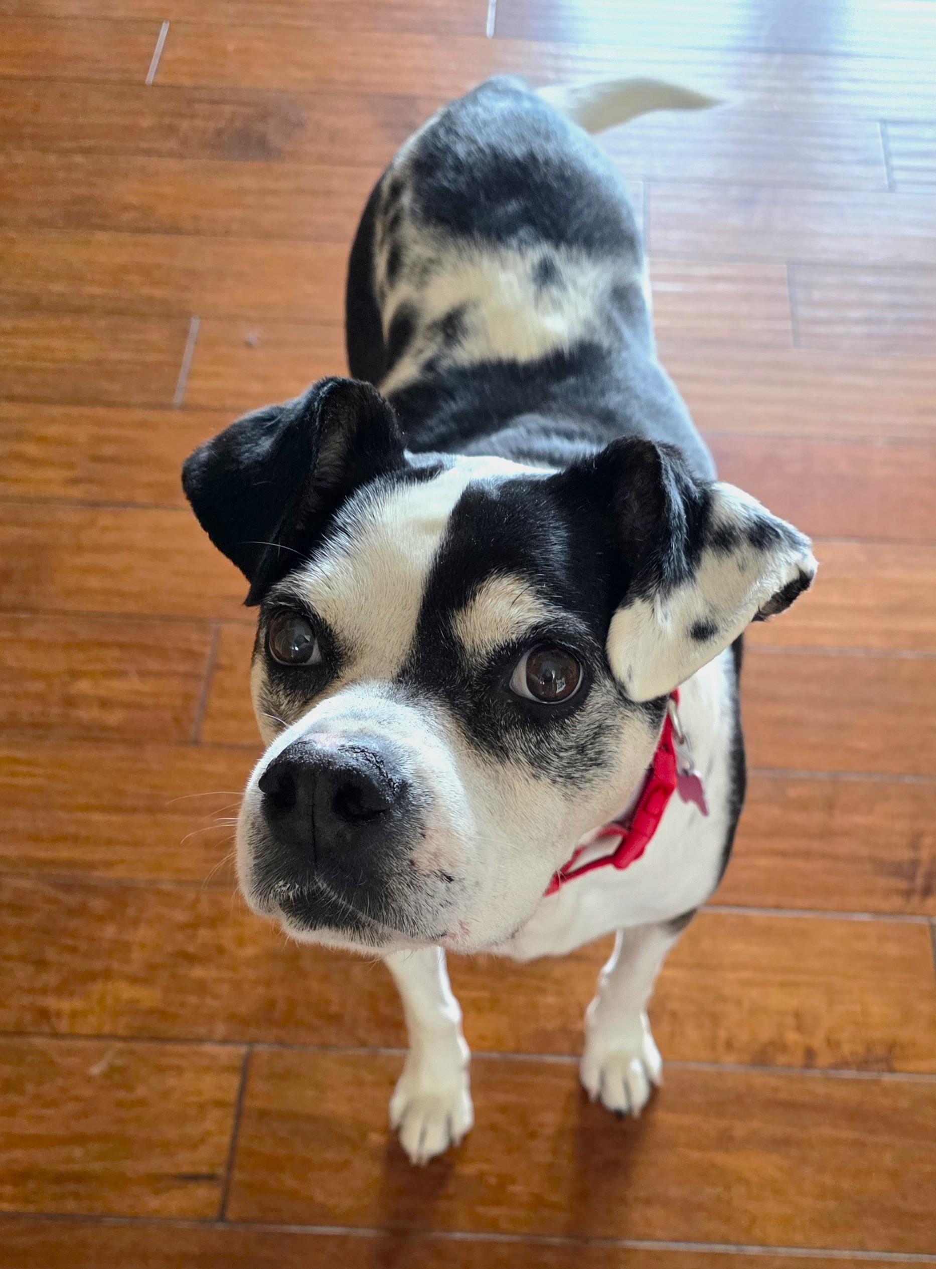Enlarge Mabel, a ADOPTABLE mixed breed in Lisbon, IA image 4/6