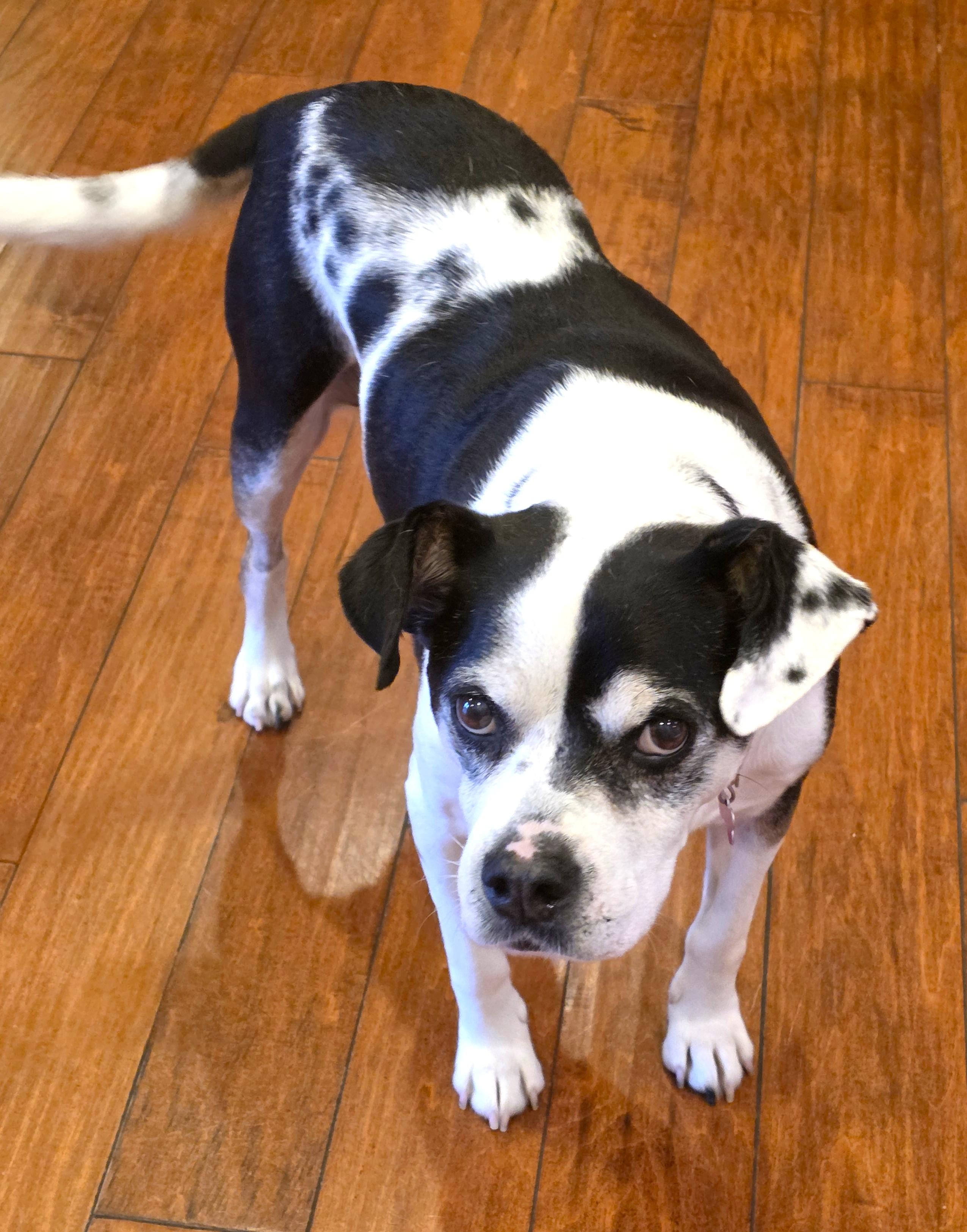 Enlarge Mabel, a ADOPTABLE mixed breed in Lisbon, IA image 2/6