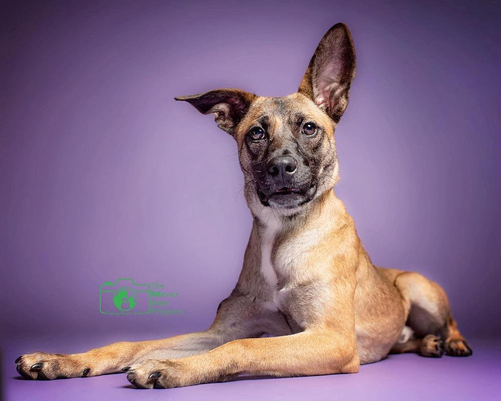 All-Star Soccer Litter - Pelé - Located in FL, Adoptable, Puppy Male Belgian Shepherd / Malinois & Chihuahua.