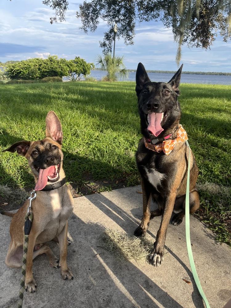 Enlarge All-Star Soccer Litter - Pelé - Located in FL, a Adoptable mixed breed in Imlay City, MI image 2/6