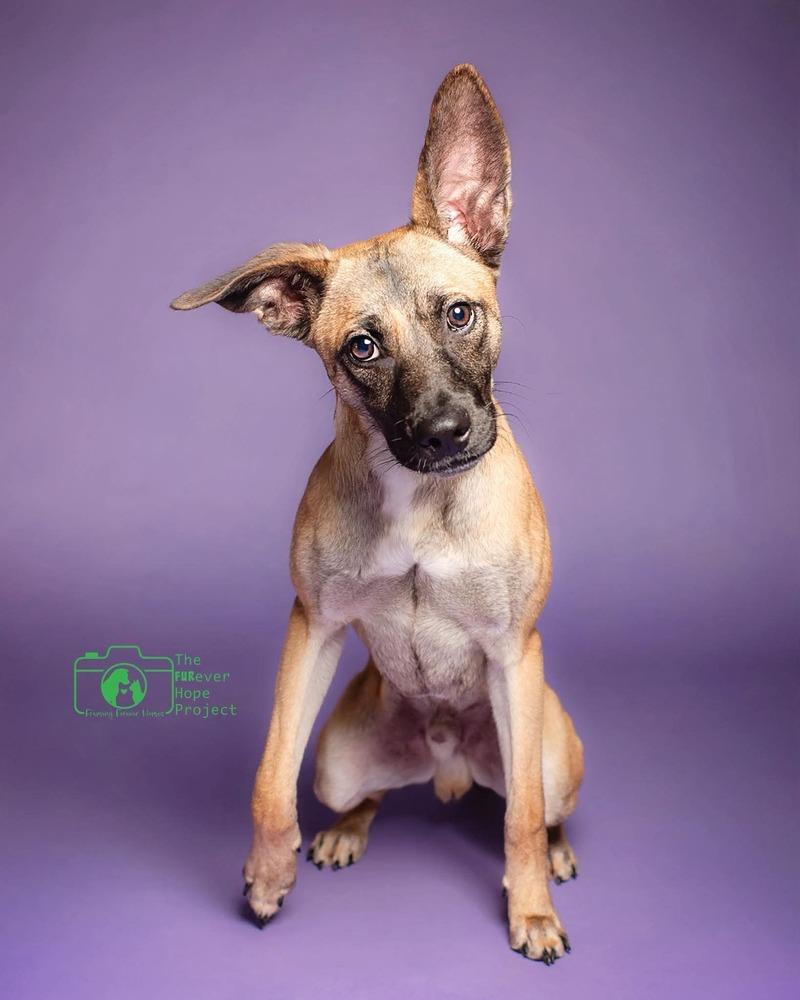 Enlarge All-Star Soccer Litter - Pelé - Located in FL, a Adoptable mixed breed in Imlay City, MI image 5/6