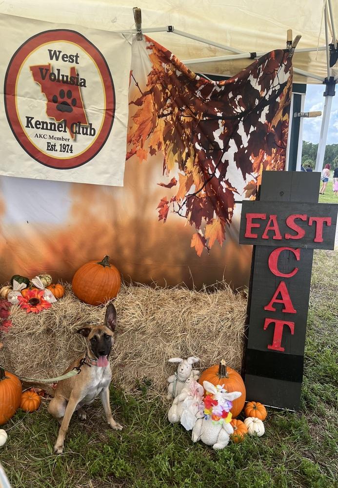 Enlarge All-Star Soccer Litter - Pelé - Located in FL, a Adoptable mixed breed in Imlay City, MI image 6/6