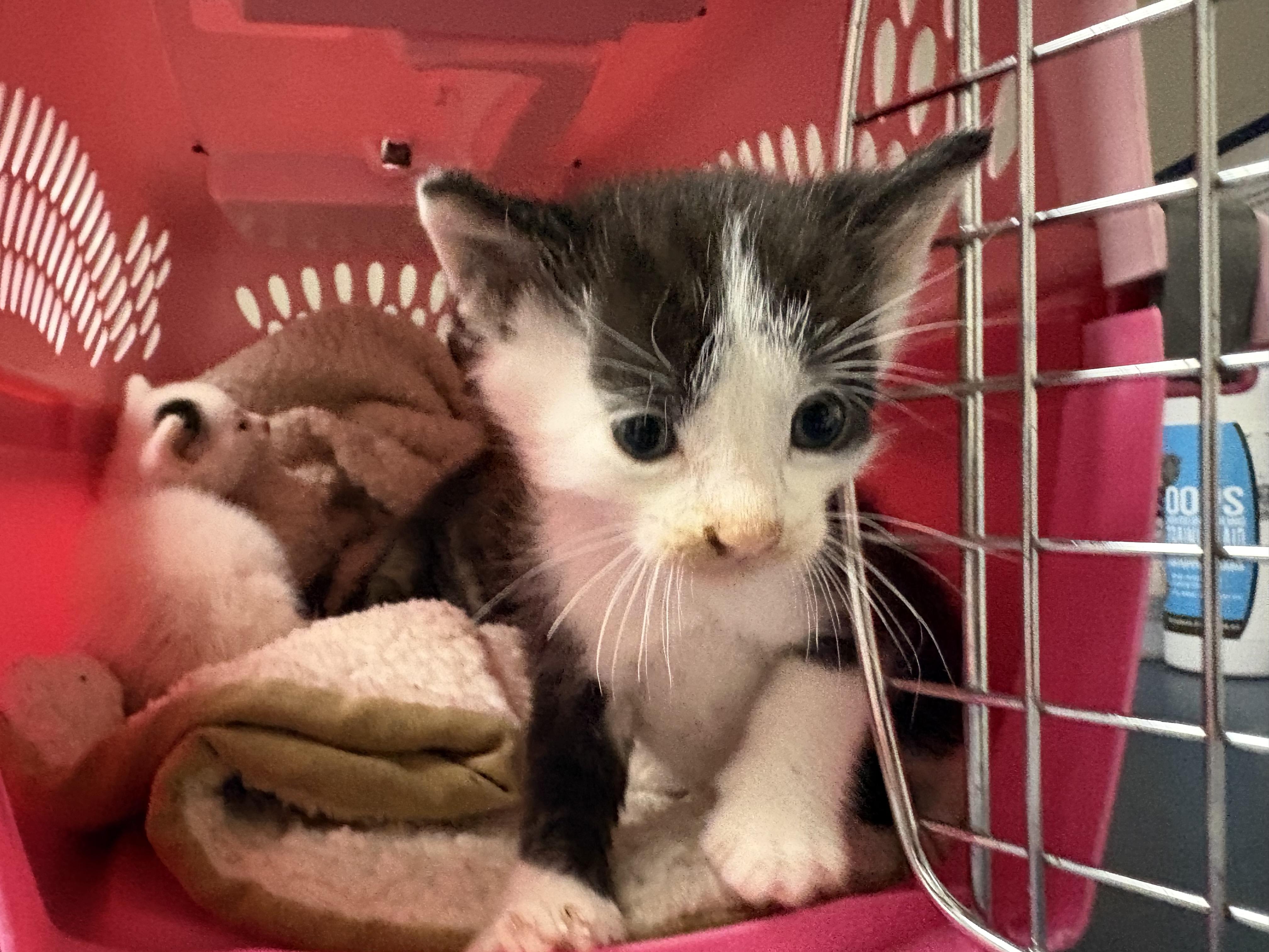 Enlarge Stray Kittens, a Adopted mixed breed in Hays, KS image 6/6