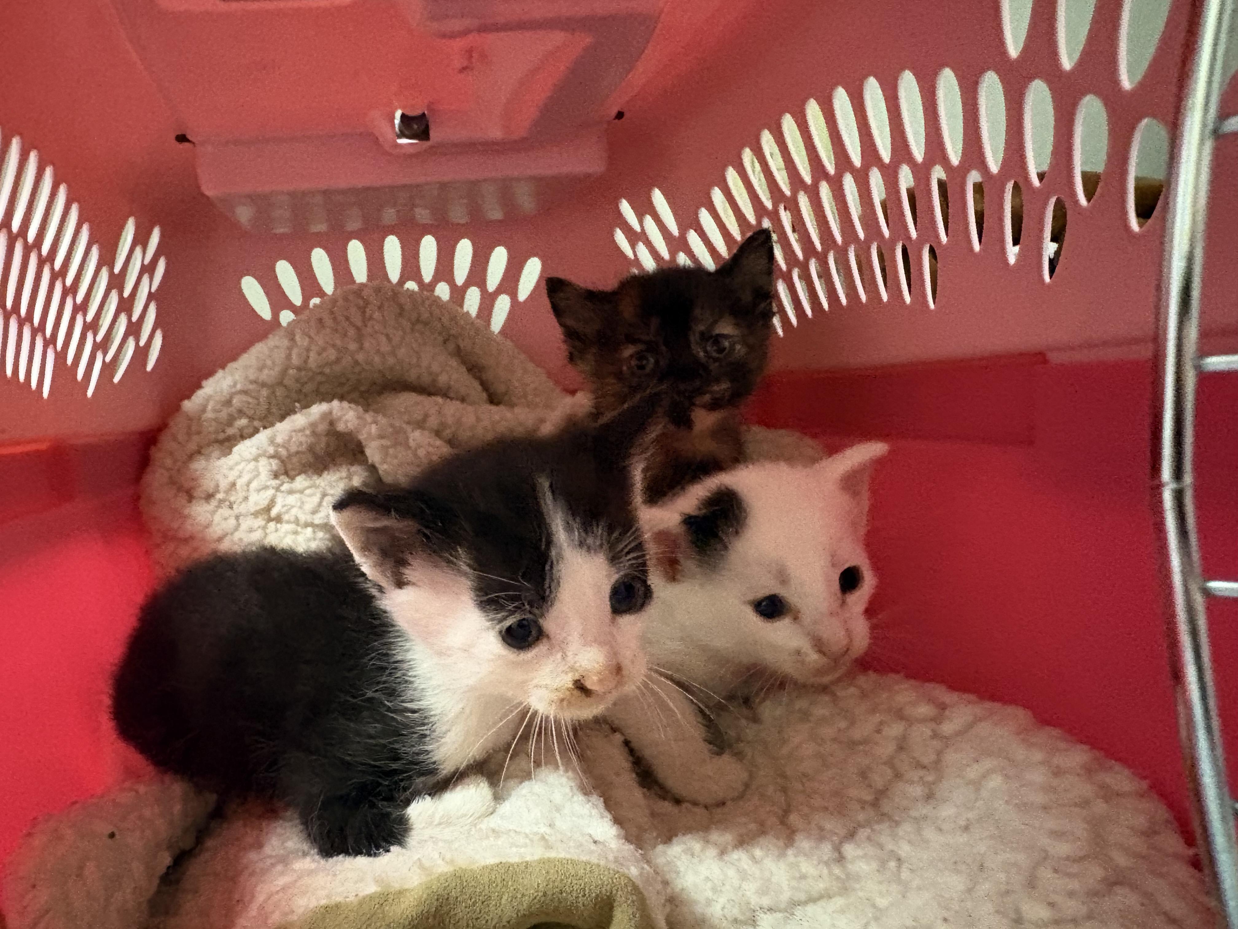Stray Kittens, Adopted, Kitten Male Domestic Short Hair.