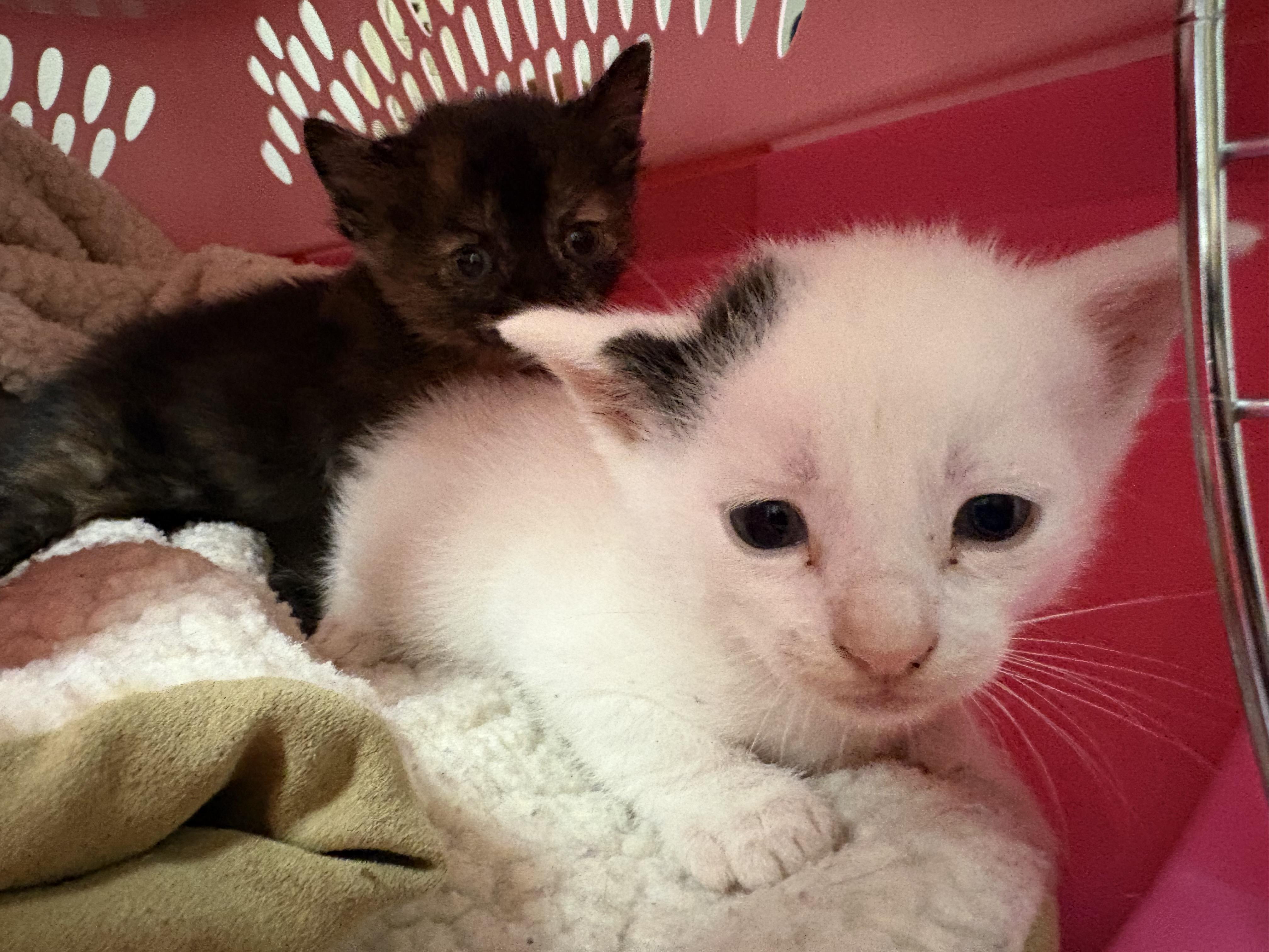 Enlarge Stray Kittens, a Adopted mixed breed in Hays, KS image 2/6