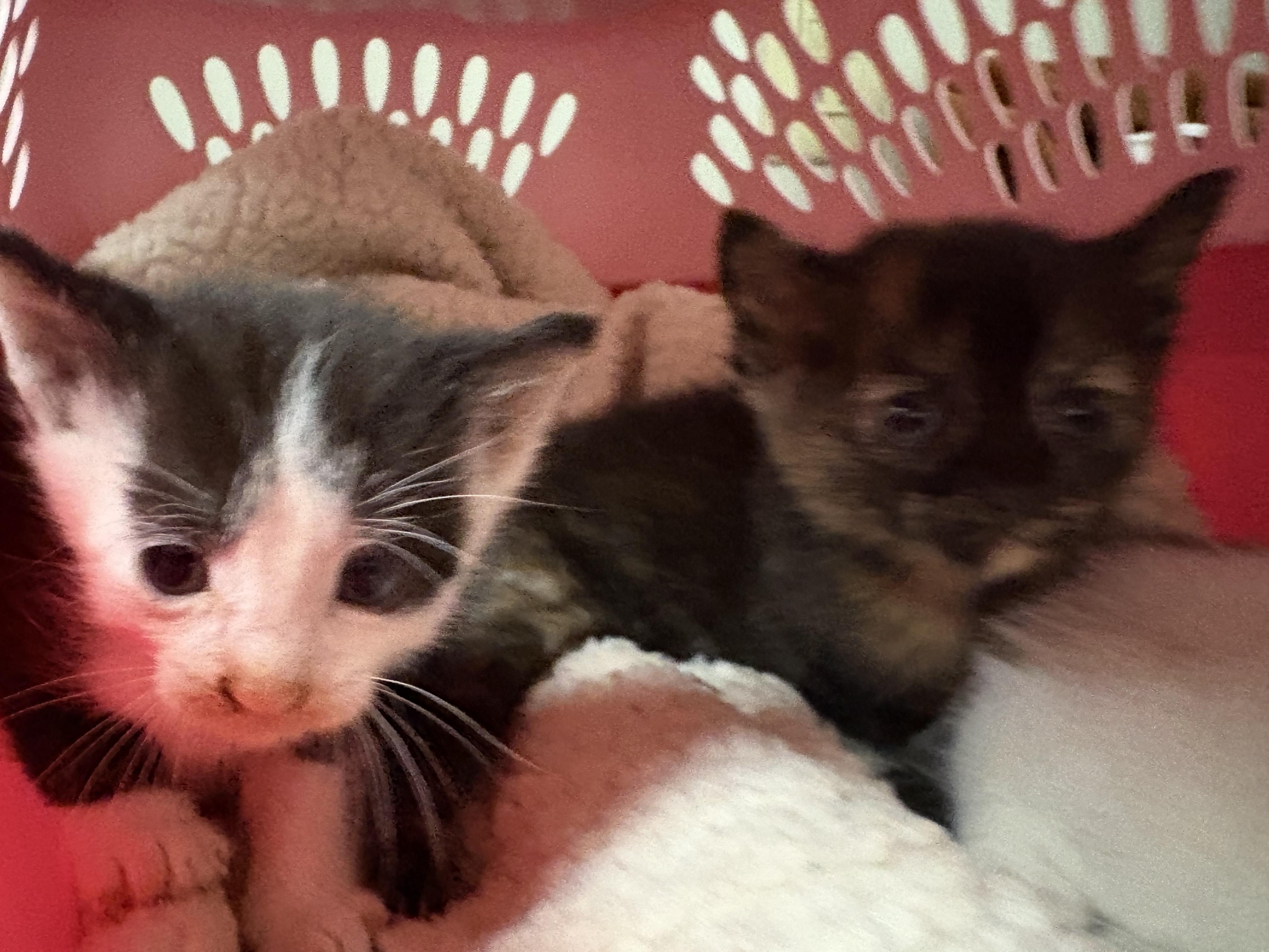 Enlarge Stray Kittens, a Adopted mixed breed in Hays, KS image 3/6