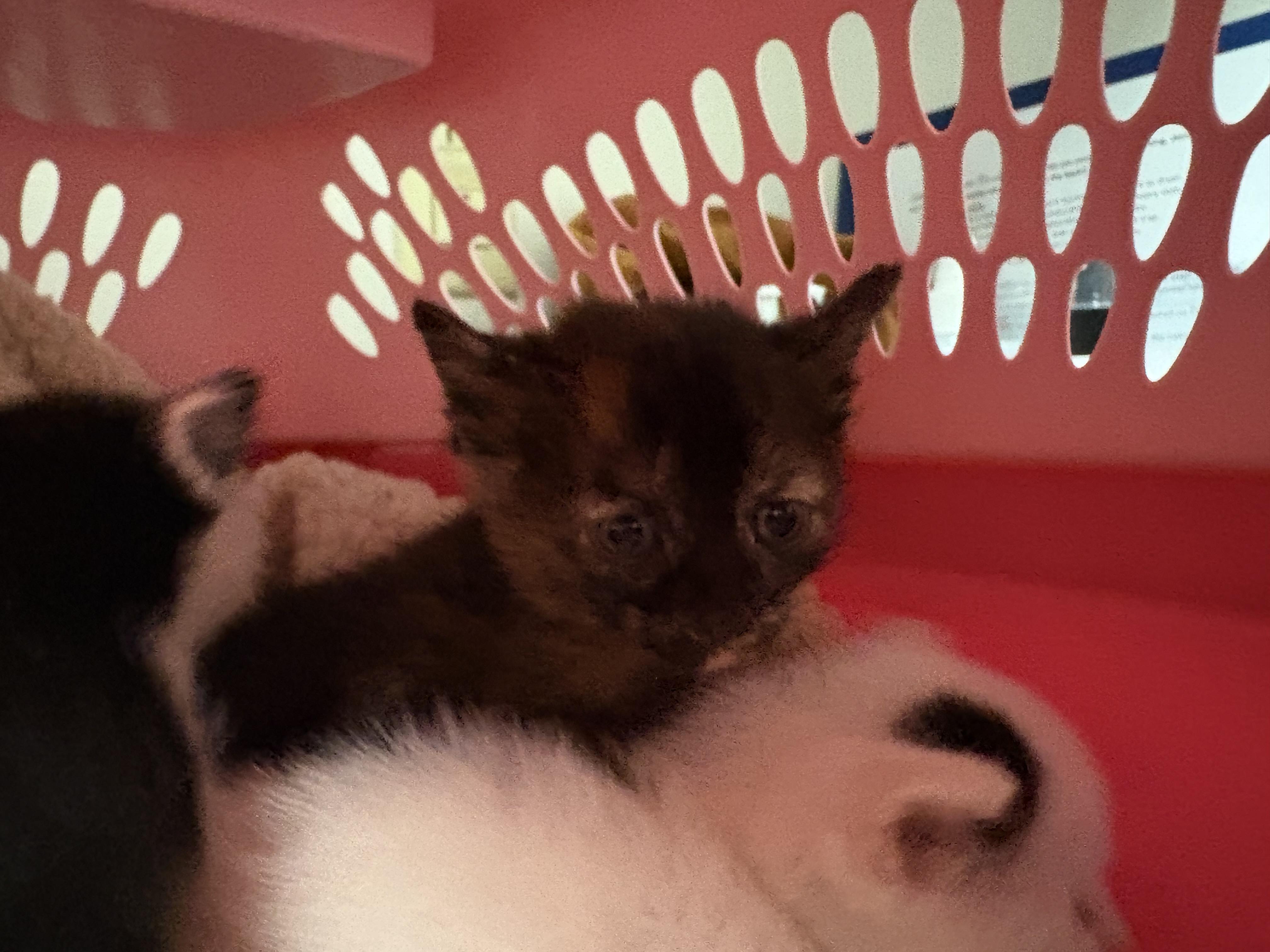Enlarge Stray Kittens, a Adopted mixed breed in Hays, KS image 5/6