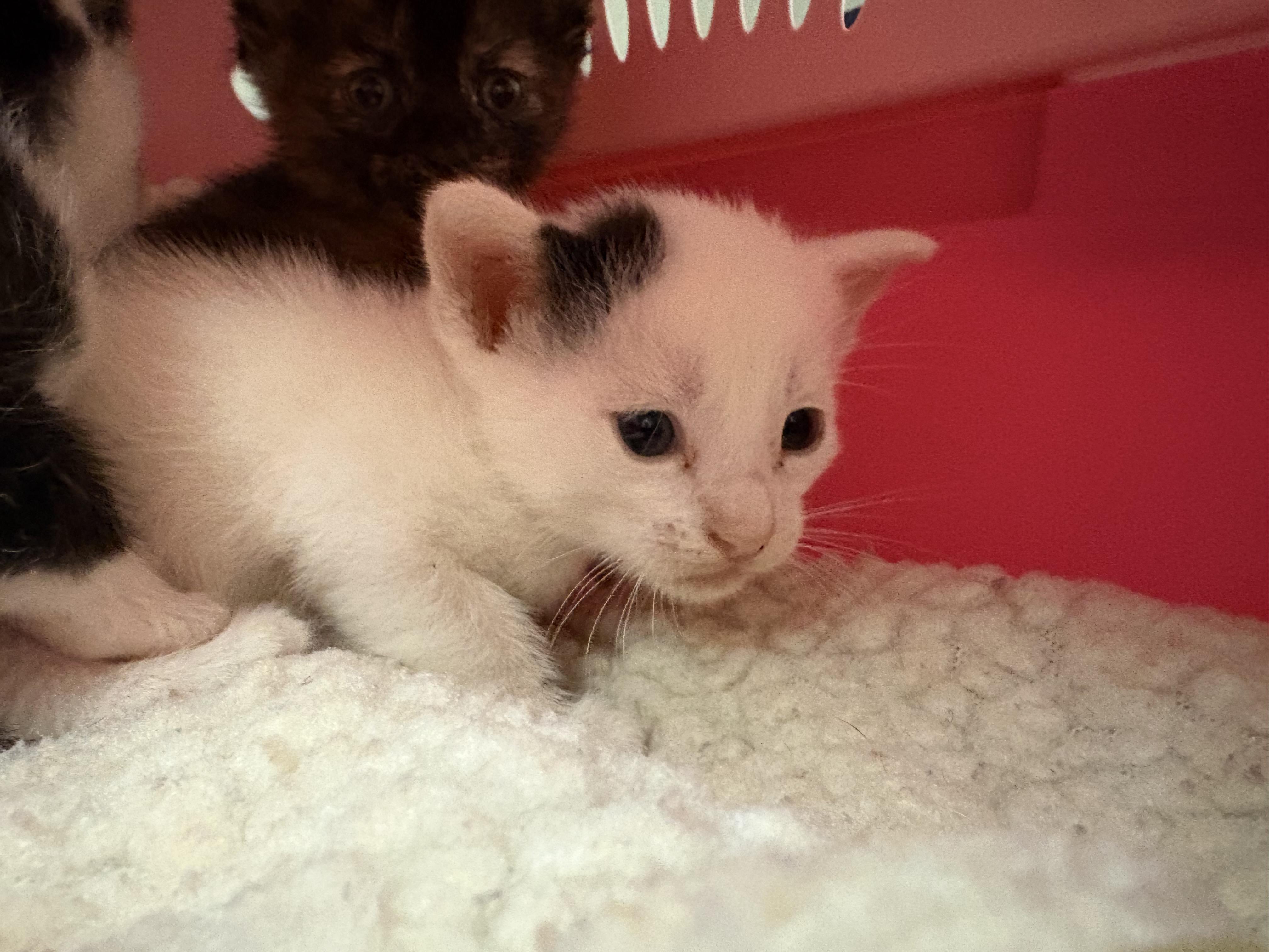 Enlarge Stray Kittens, a Adopted mixed breed in Hays, KS image 4/6