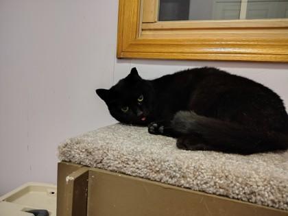 Enlarge Ninja, a Adoptable mixed breed in Twinsburg, OH image 1/2