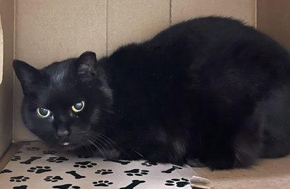 Enlarge Ninja, a Adoptable mixed breed in Twinsburg, OH image 2/2