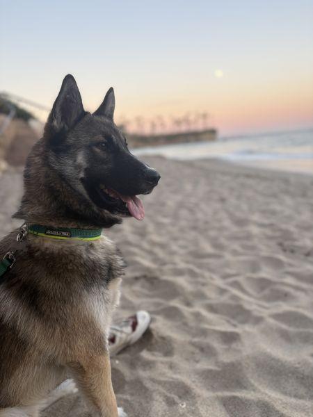 Cooper, Adoptable, Young Male German Shepherd Dog & Norwegian Elkhound.