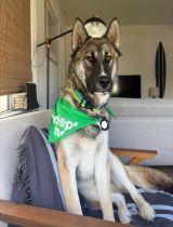 Enlarge Cooper, a Adoptable mixed breed in Irvine, CA image 2/3