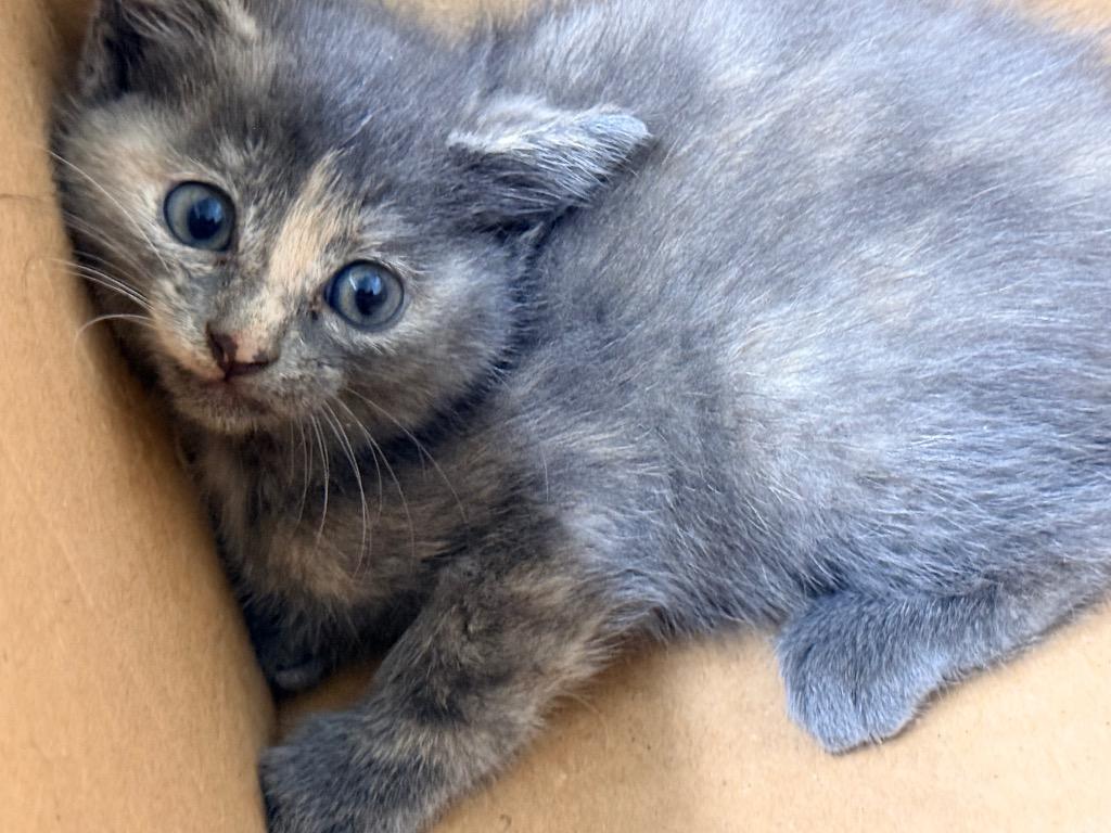 Sprite, Adoptable, Kitten Female Domestic Short Hair.