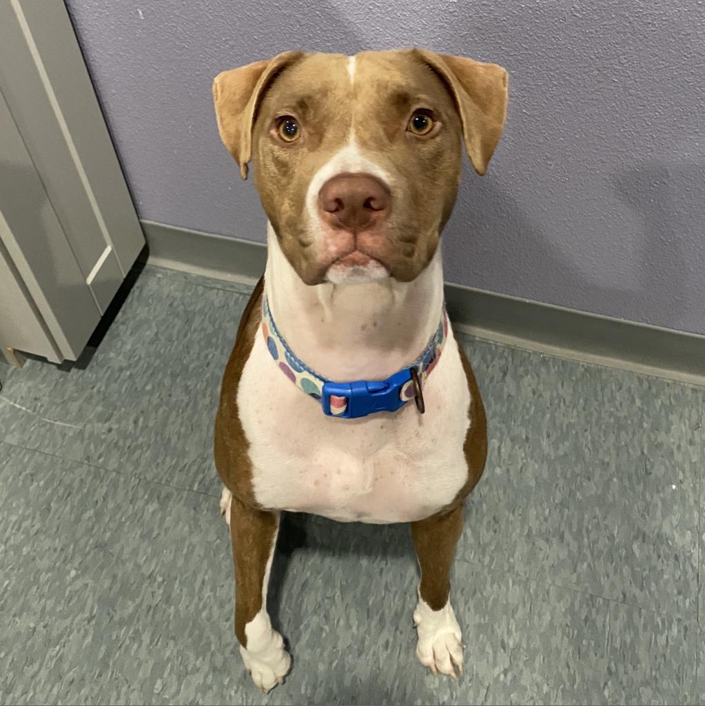 BONNY, Adoptable, Adult Female Mixed Breed & Mixed Breed.