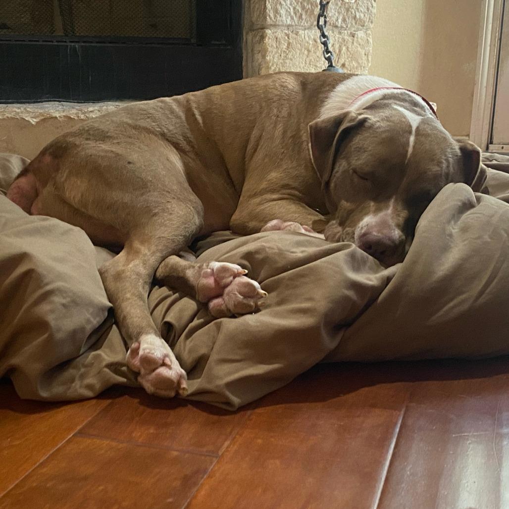 Enlarge BONNY, a Adoptable mixed breed in Kyle, TX image 2/6