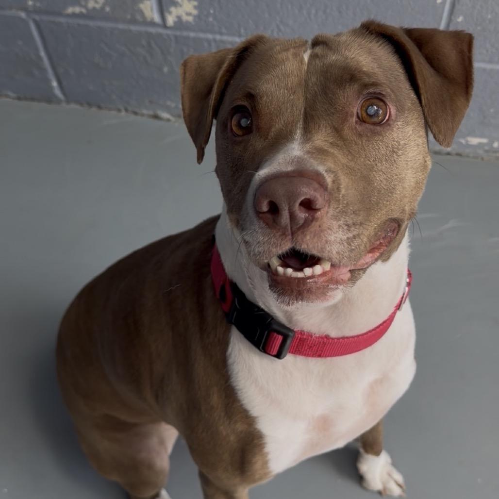 BONNY, a Adoptable mixed breed in Kyle, TX image 3/6
