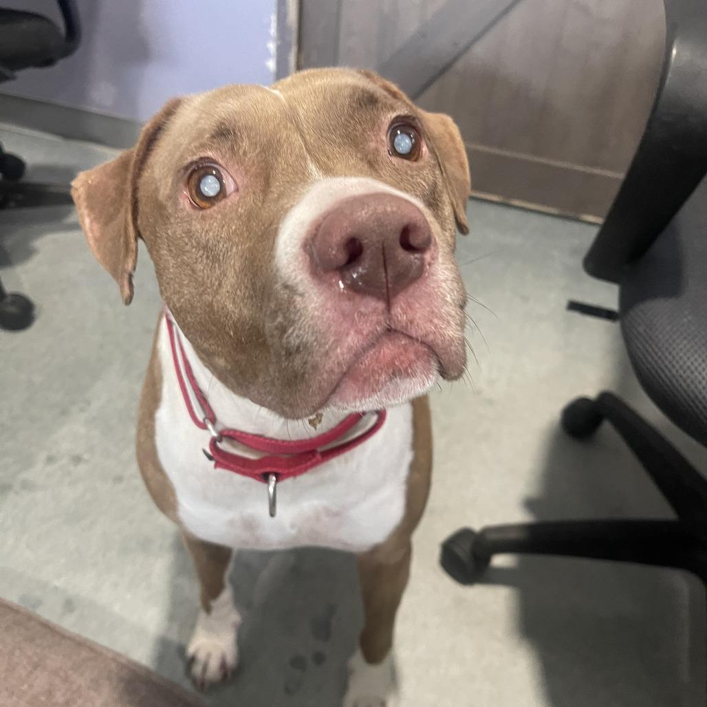 Enlarge BONNY, a Adoptable mixed breed in Kyle, TX image 2/6