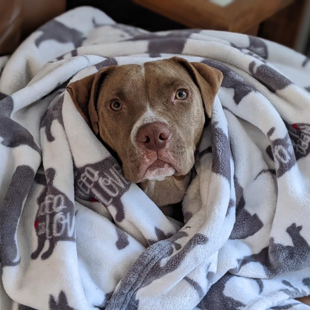 Enlarge BONNY, a Adoptable mixed breed in Kyle, TX image 3/6