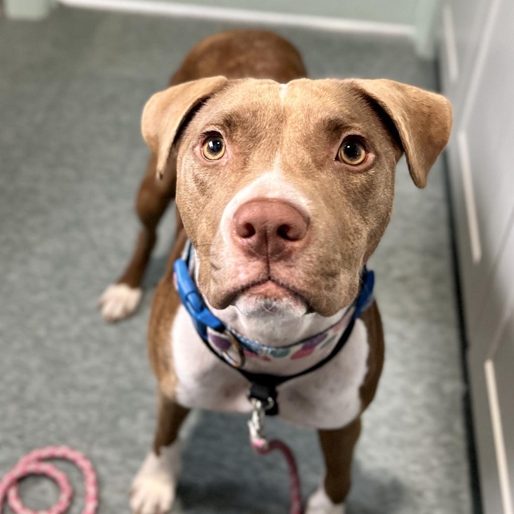 Enlarge BONNY, a Adoptable mixed breed in Kyle, TX image 4/6