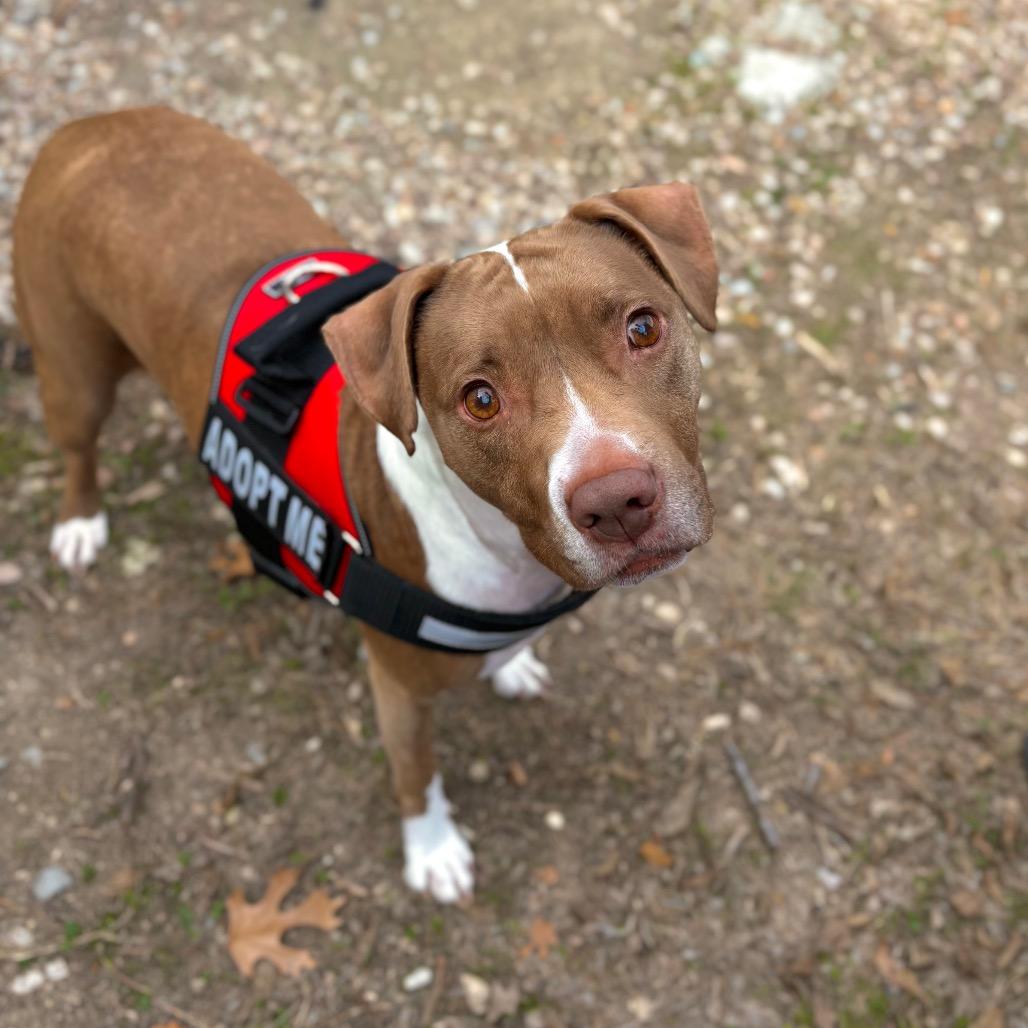 Enlarge BONNY, a Adoptable mixed breed in Kyle, TX image 5/6