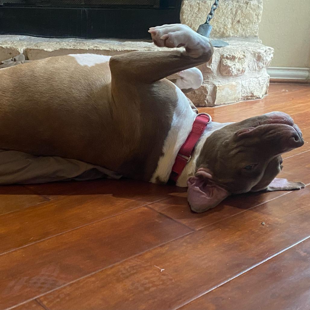 Enlarge BONNY, a Adoptable mixed breed in Kyle, TX image 6/6