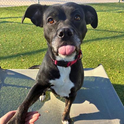 Enlarge Short Stop, a Adoptable mixed breed in Gastonia, NC image 1/3