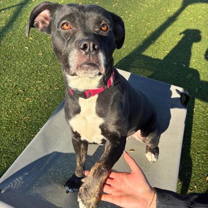 Enlarge Short Stop, a Adoptable mixed breed in Gastonia, NC image 2/3