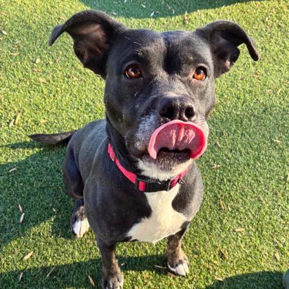Enlarge Short Stop, a Adoptable mixed breed in Gastonia, NC image 3/3