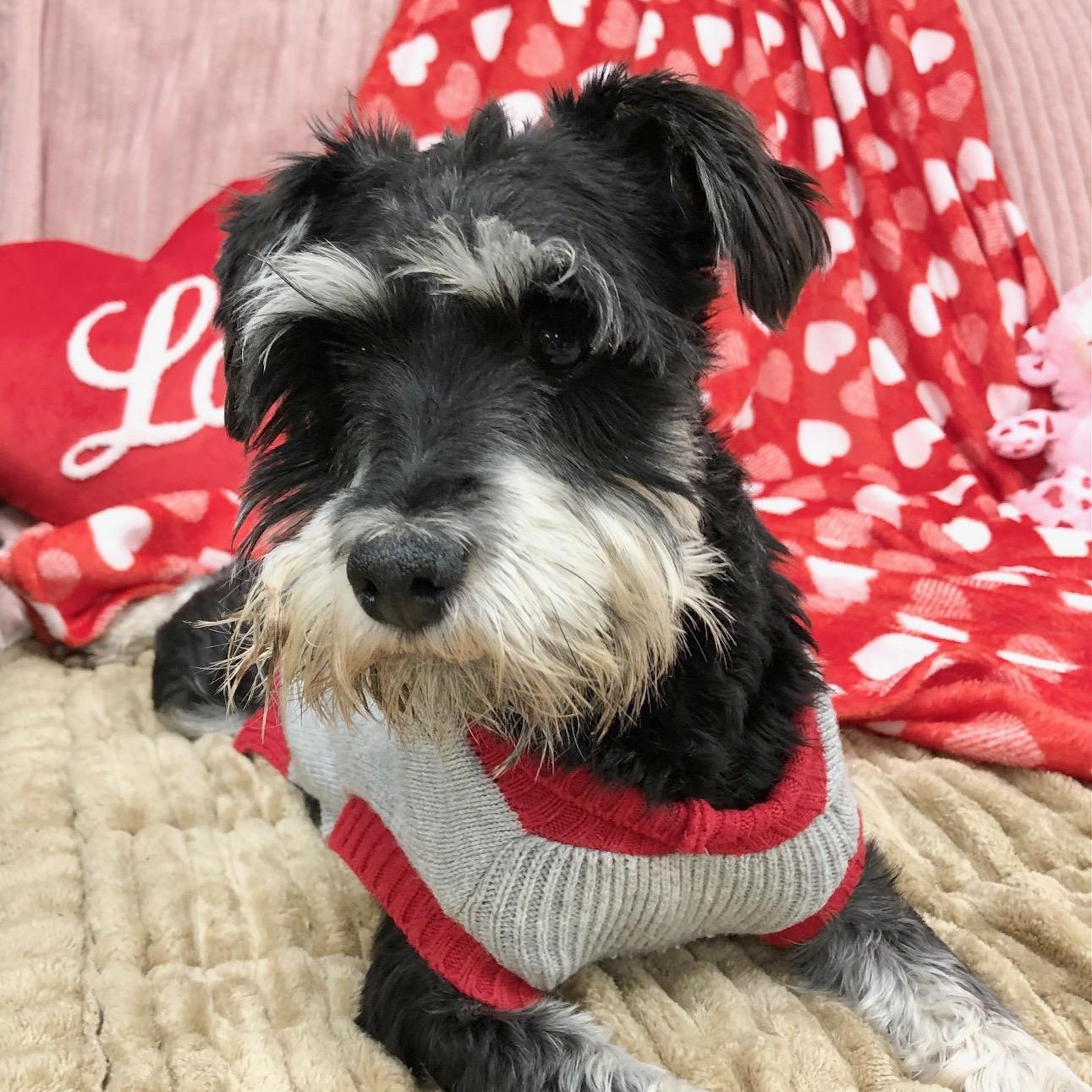 Honor, adopted, Young Female Miniature Schnauzer.