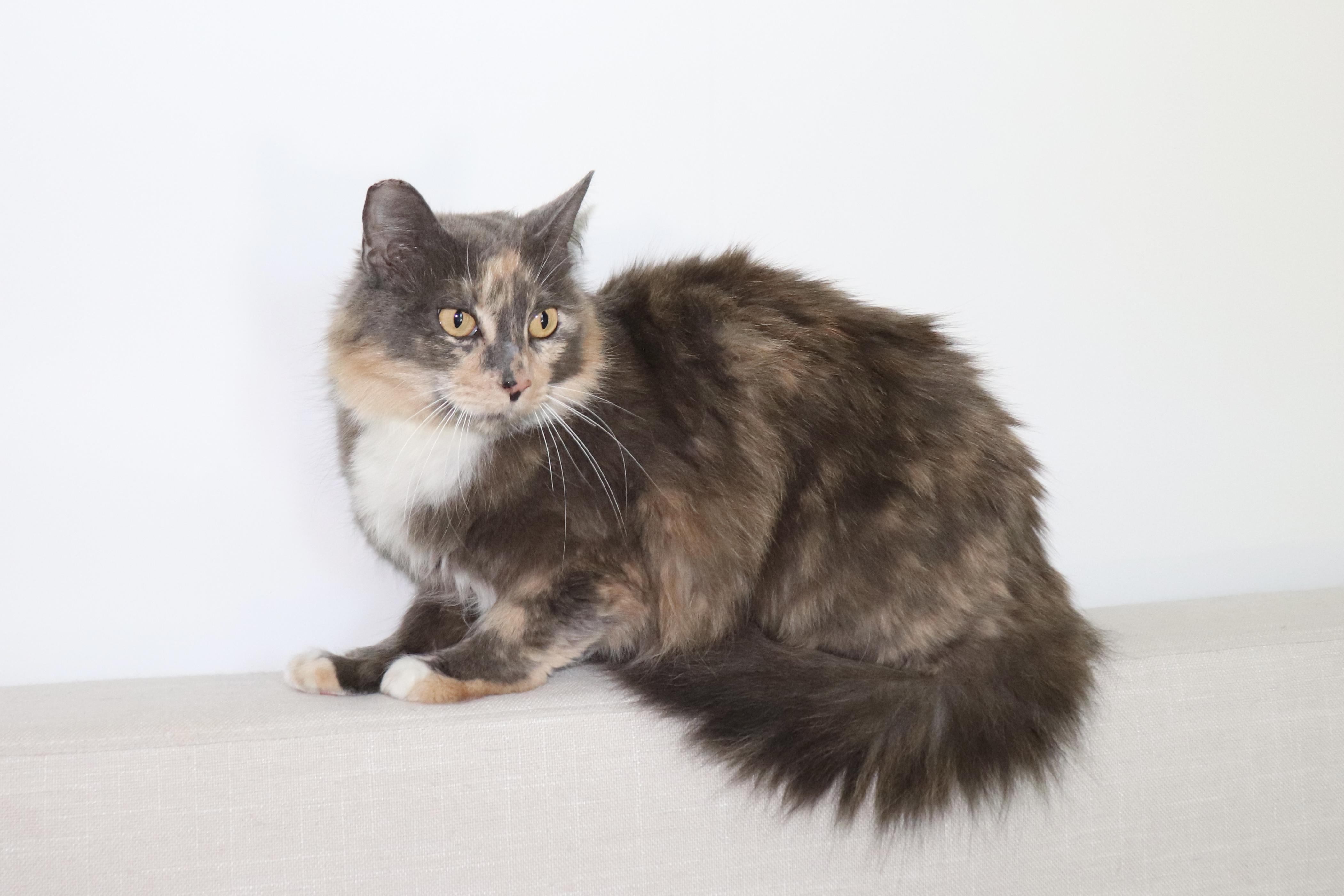 Almond, Adoptable, Adult Female Domestic Long Hair.