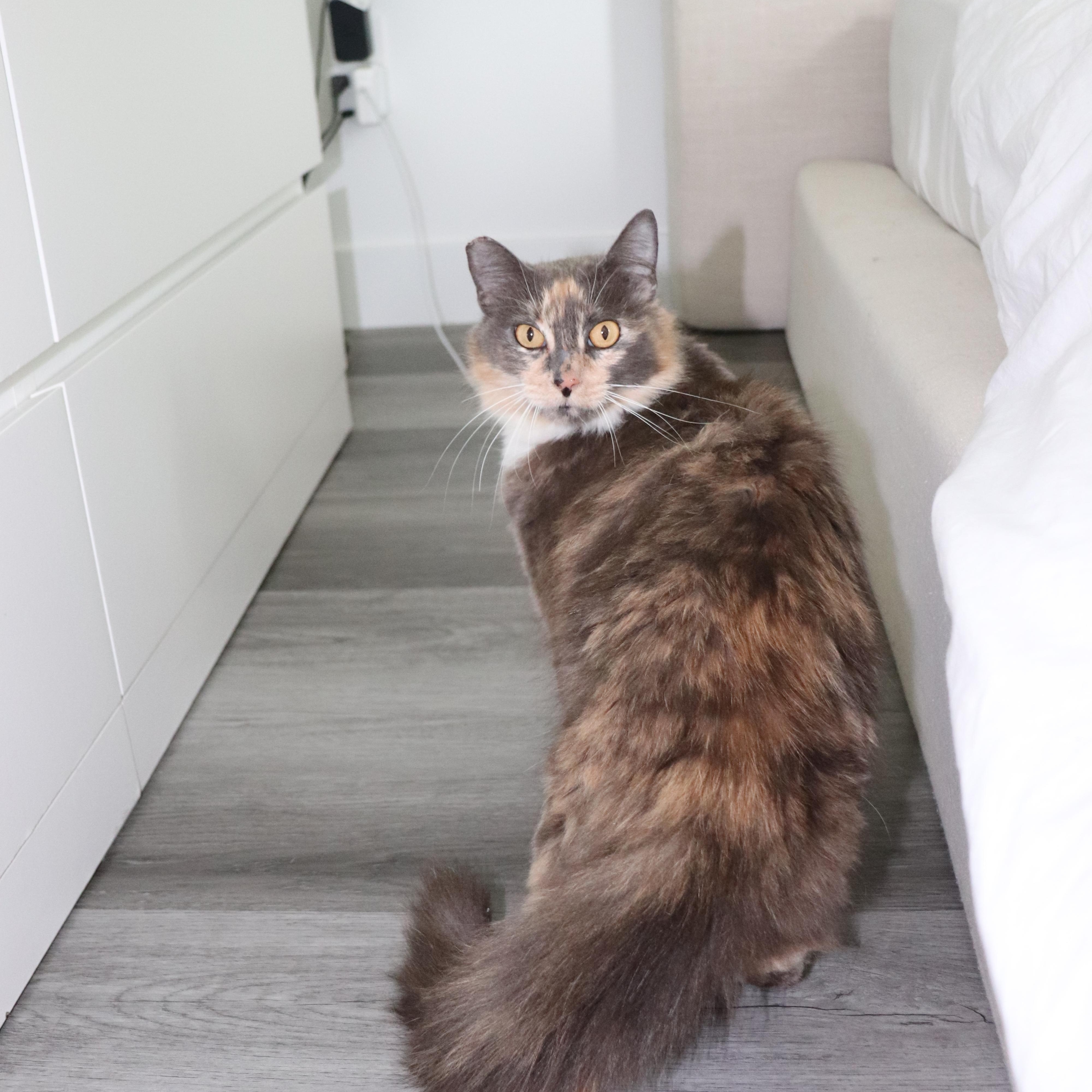 Almond, a Adoptable Domestic Long Hair in San Diego, CA image 2/6