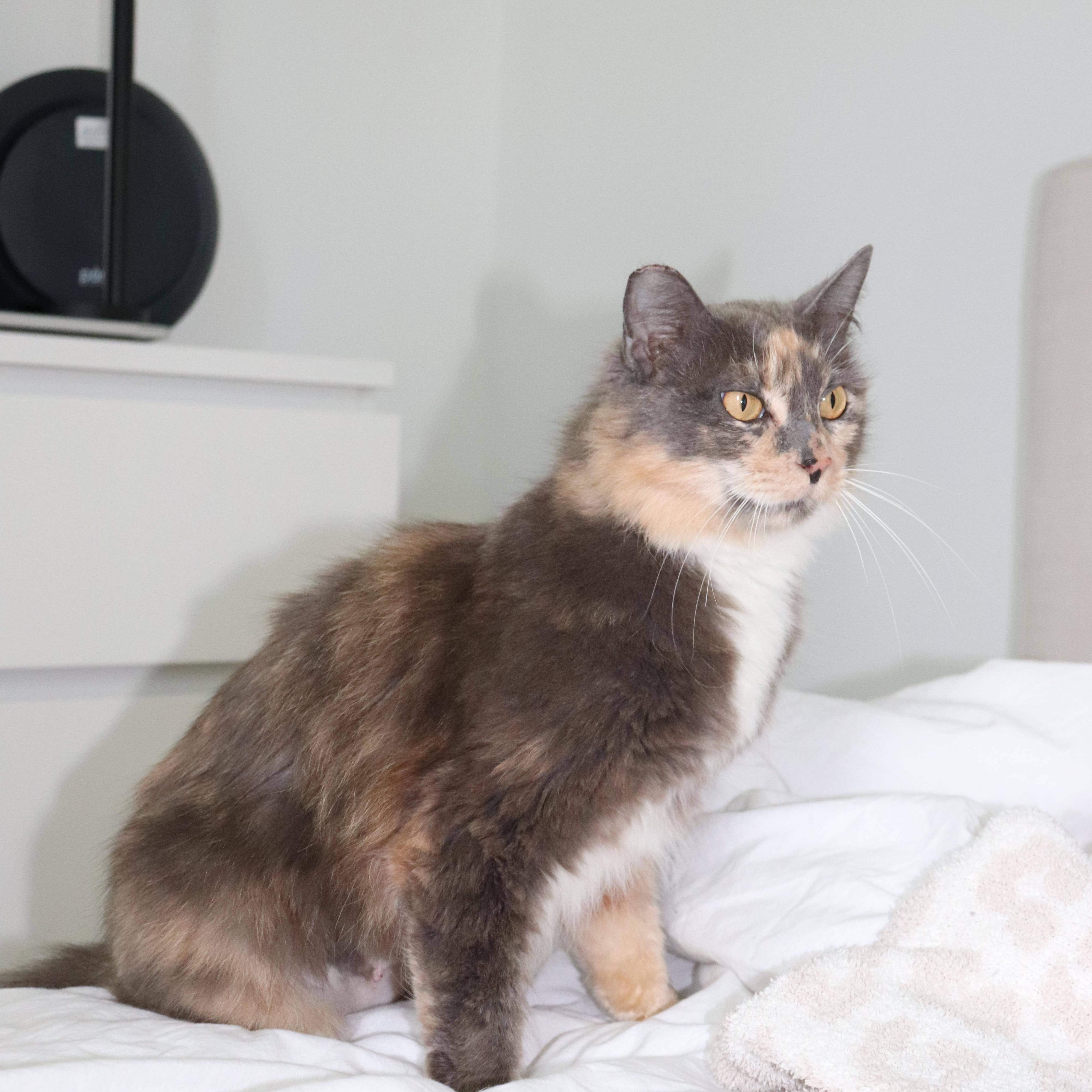 Almond, a Adoptable Domestic Long Hair in San Diego, CA image 3/6