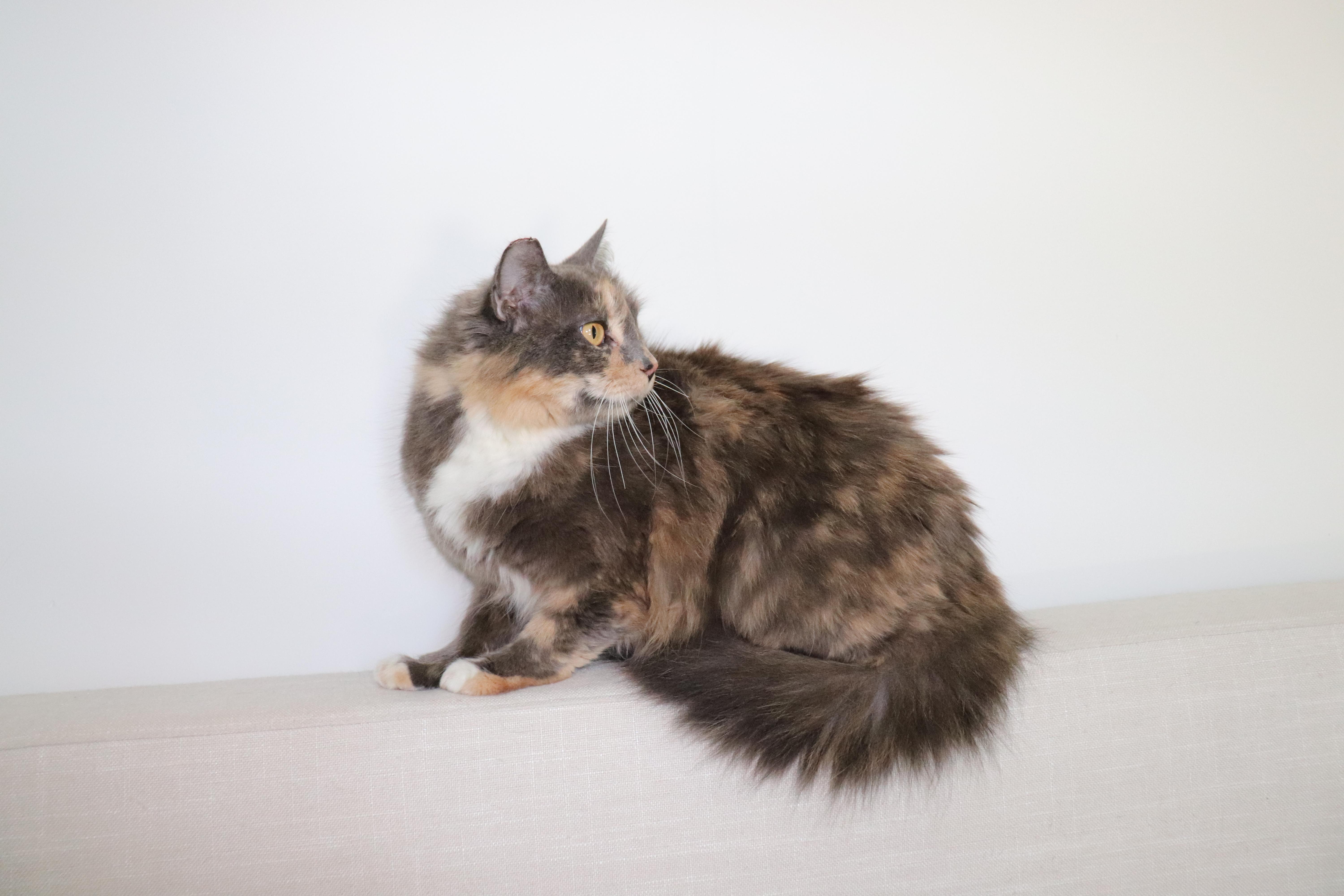Almond, a Adoptable Domestic Long Hair in San Diego, CA image 4/6