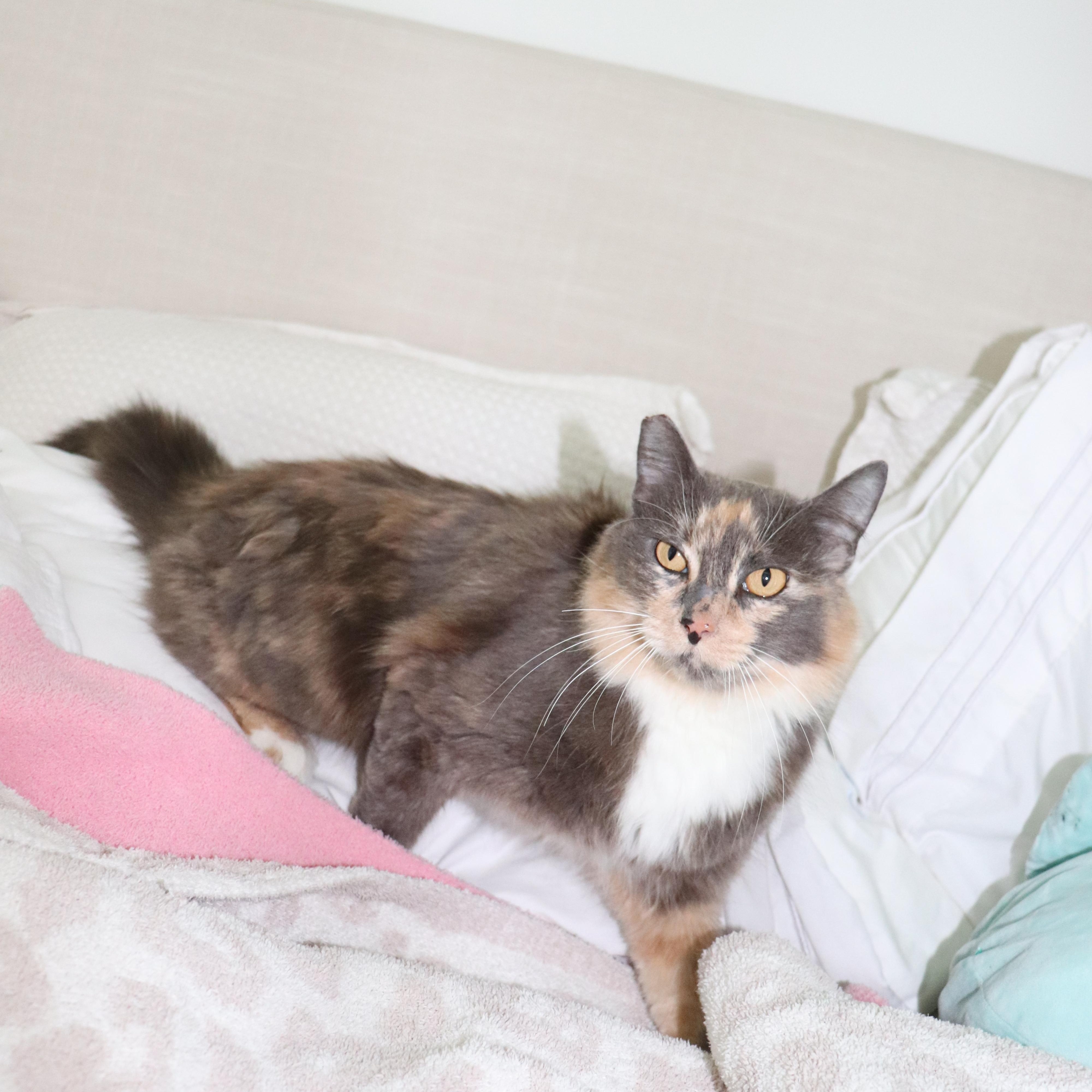 Almond, a Adoptable Domestic Long Hair in San Diego, CA image 5/6