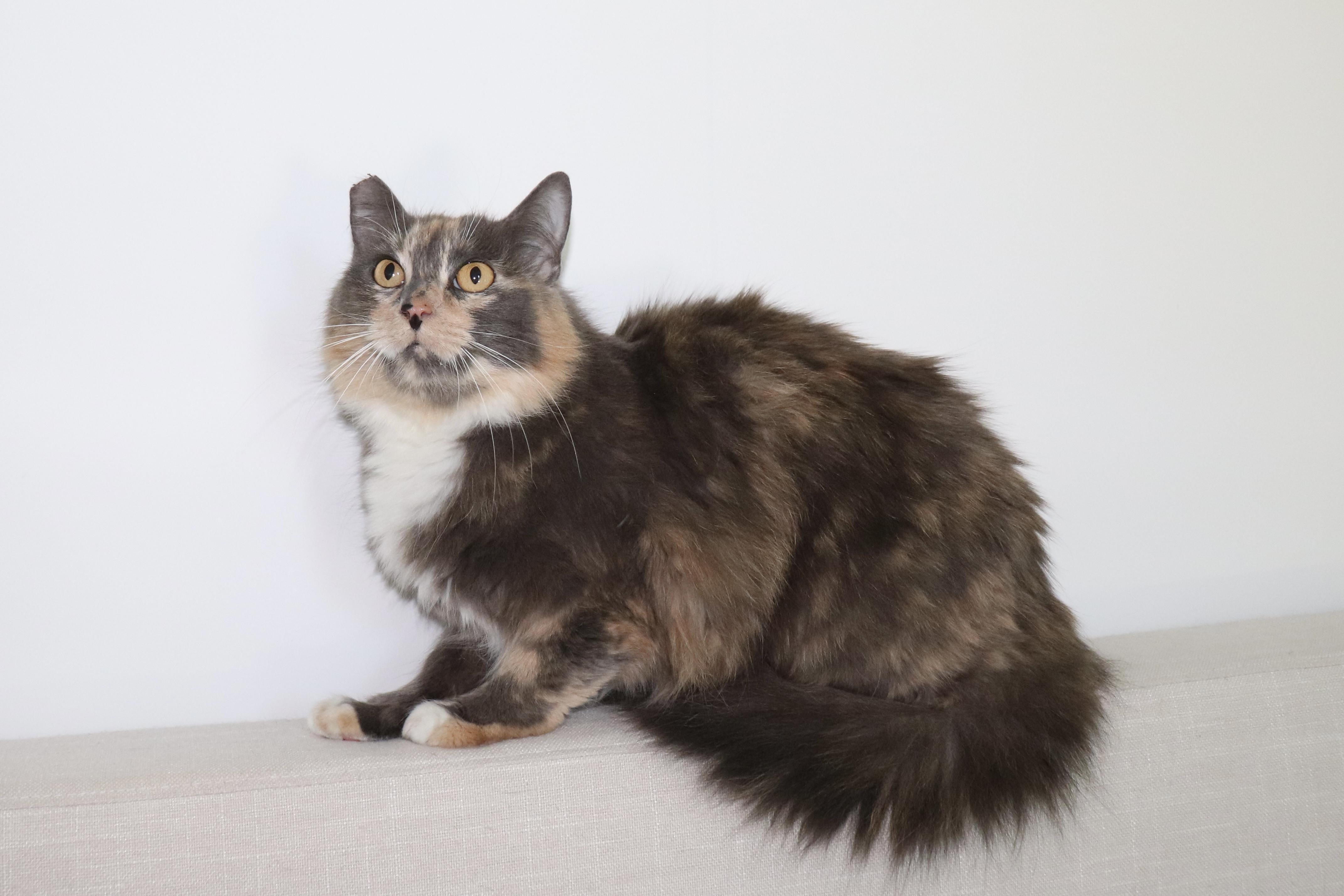 Almond, a Adoptable Domestic Long Hair in San Diego, CA image 6/6