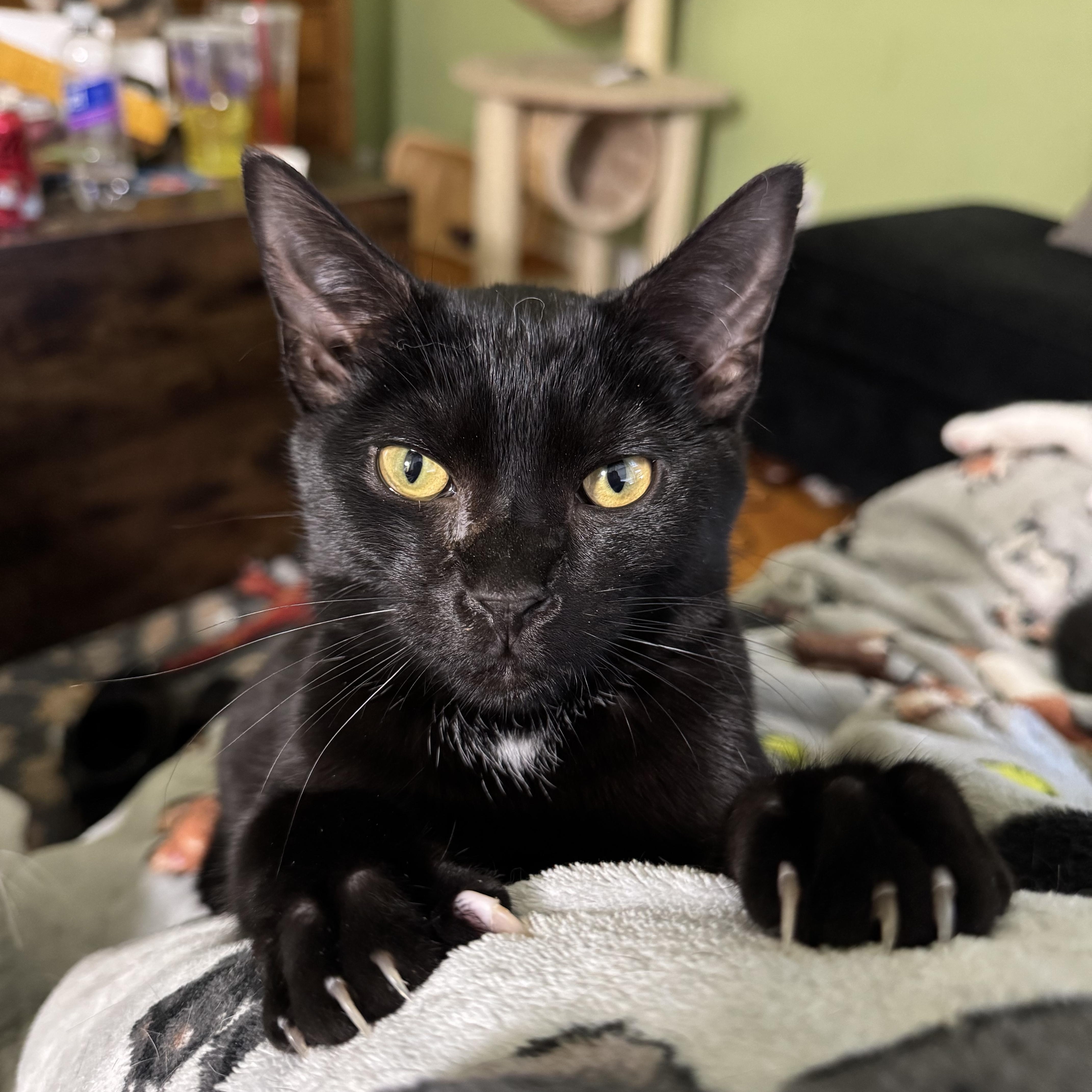 Francis, an adoptable Domestic Short Hair in Campbellsville, KY image 1/6