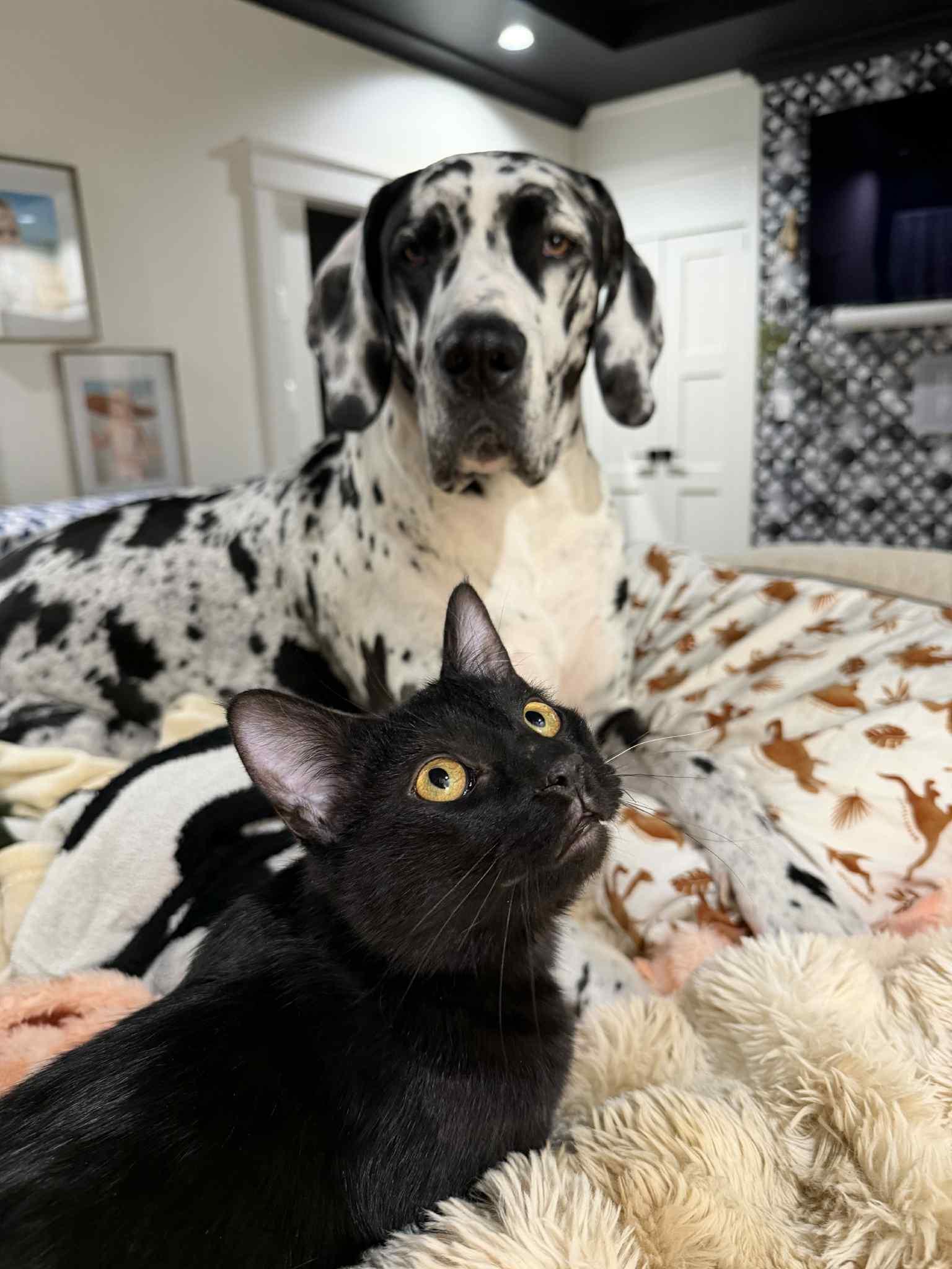 Francis, an adoptable Domestic Short Hair in Campbellsville, KY image 2/6