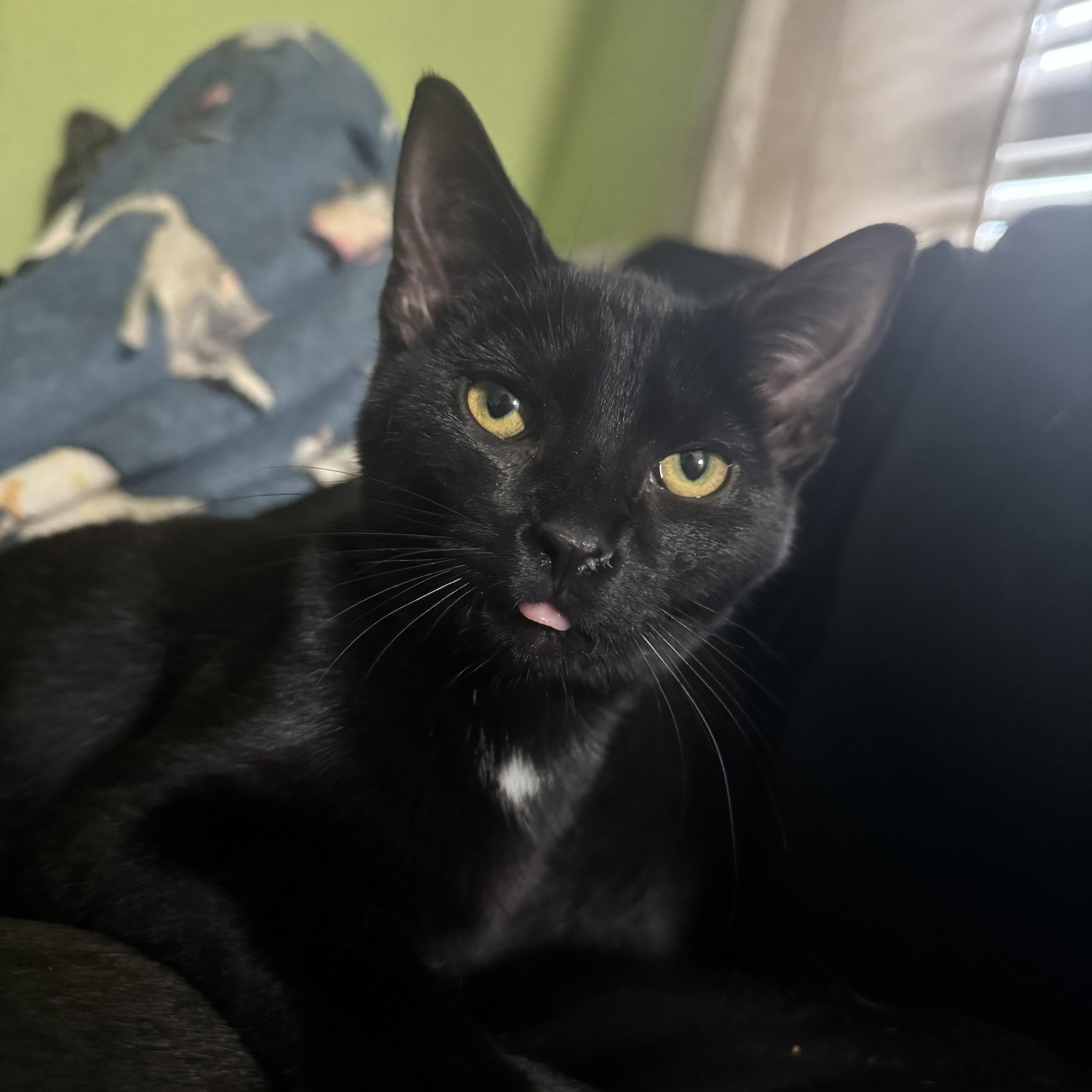 Francis, an adoptable Domestic Short Hair in Campbellsville, KY image 5/6