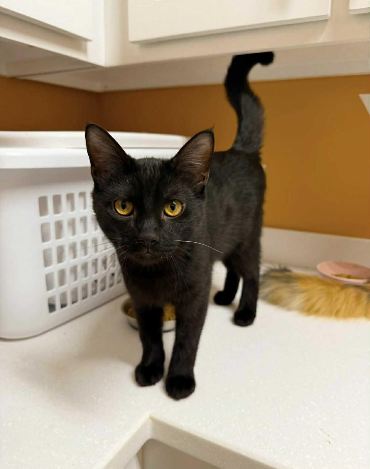 Francis, an adoptable Domestic Short Hair in Campbellsville, KY image 3/6