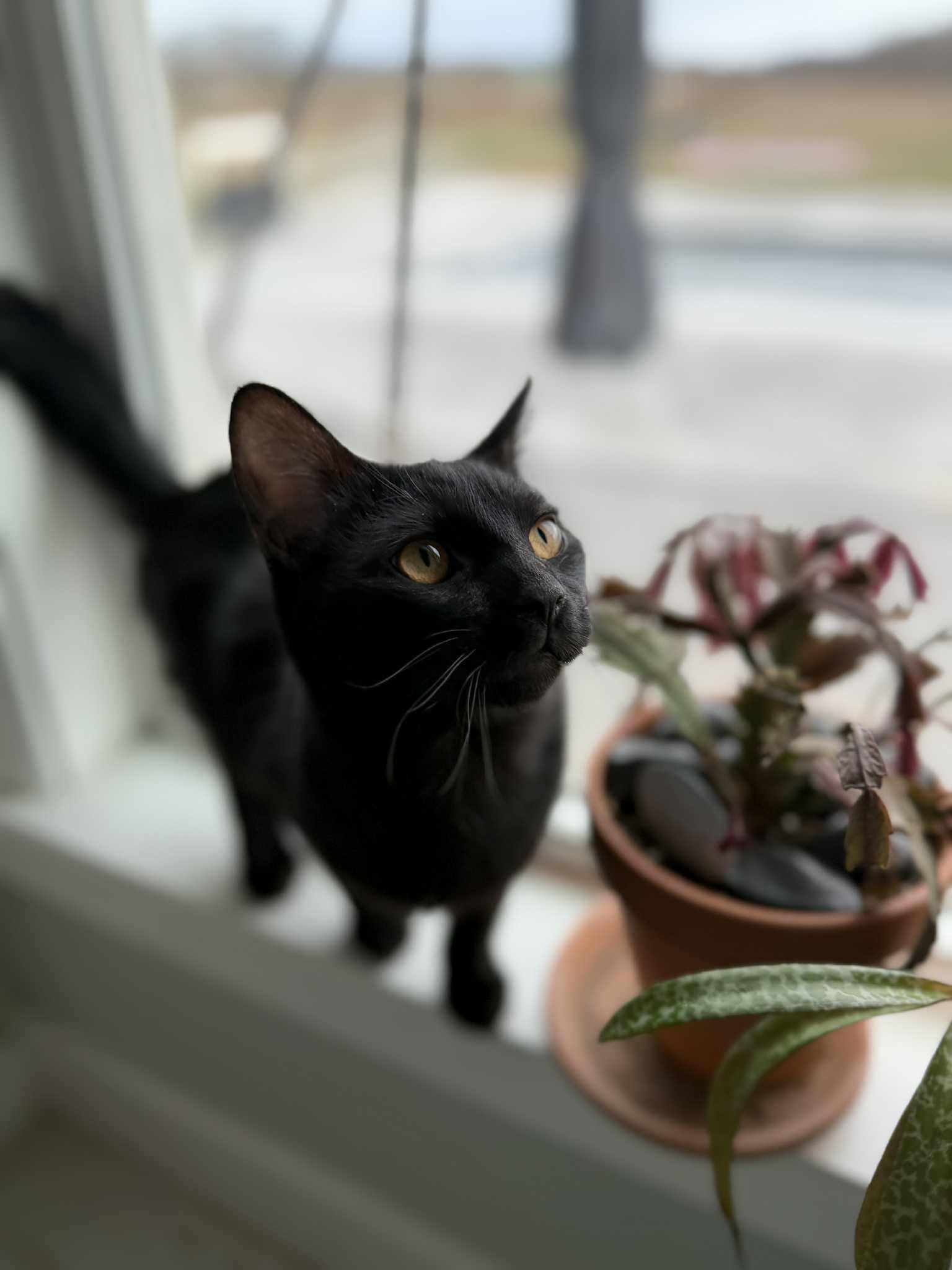 Francis, an adoptable Domestic Short Hair in Campbellsville, KY image 4/6