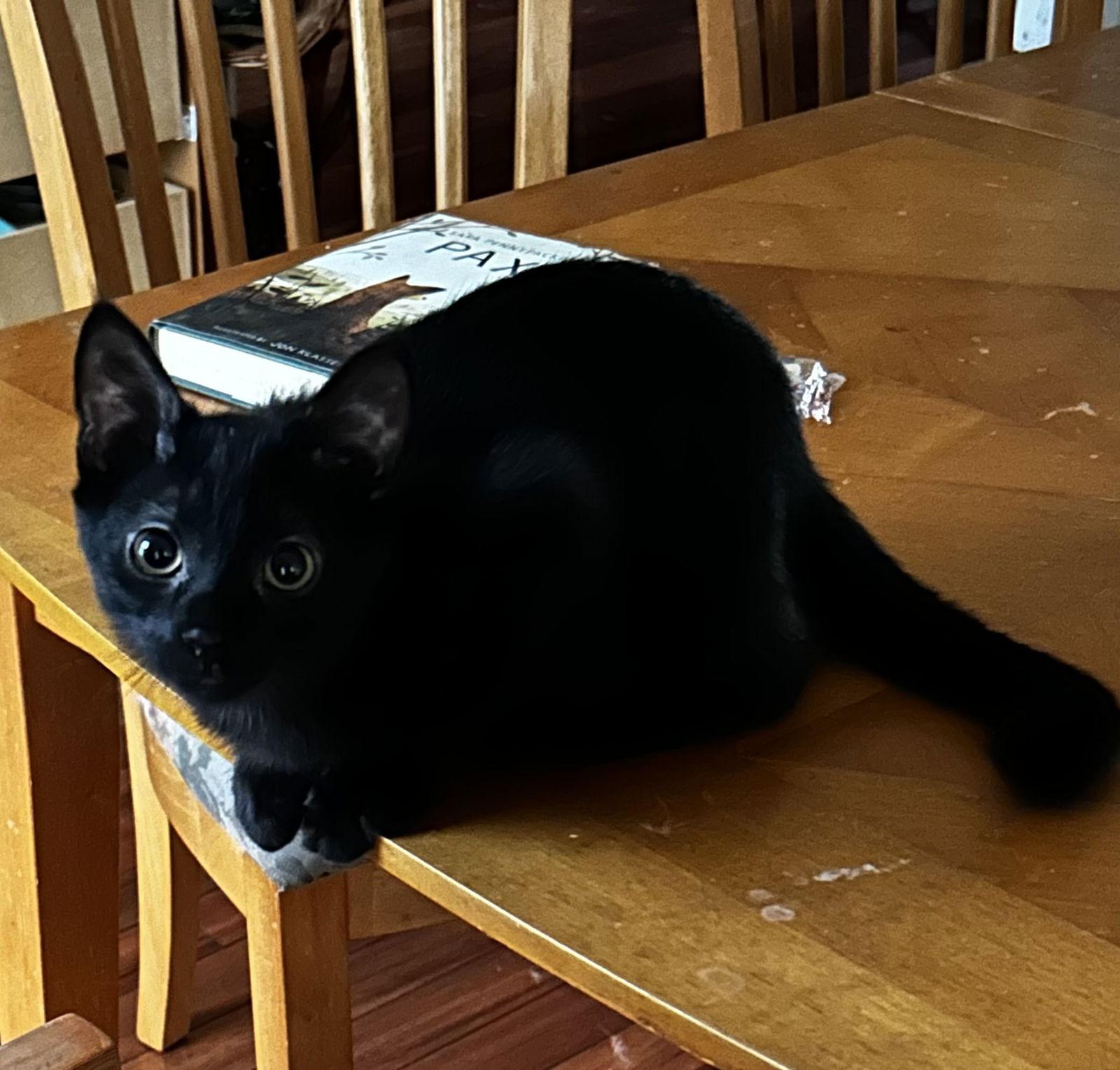 Cedric, Adoptable, Kitten Male Domestic Short Hair.