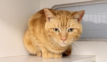 Persimmon — thumbnail 2