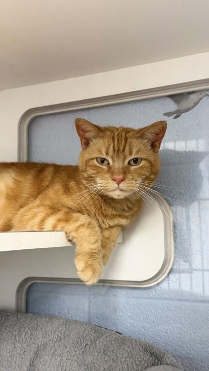 Persimmon — thumbnail 3