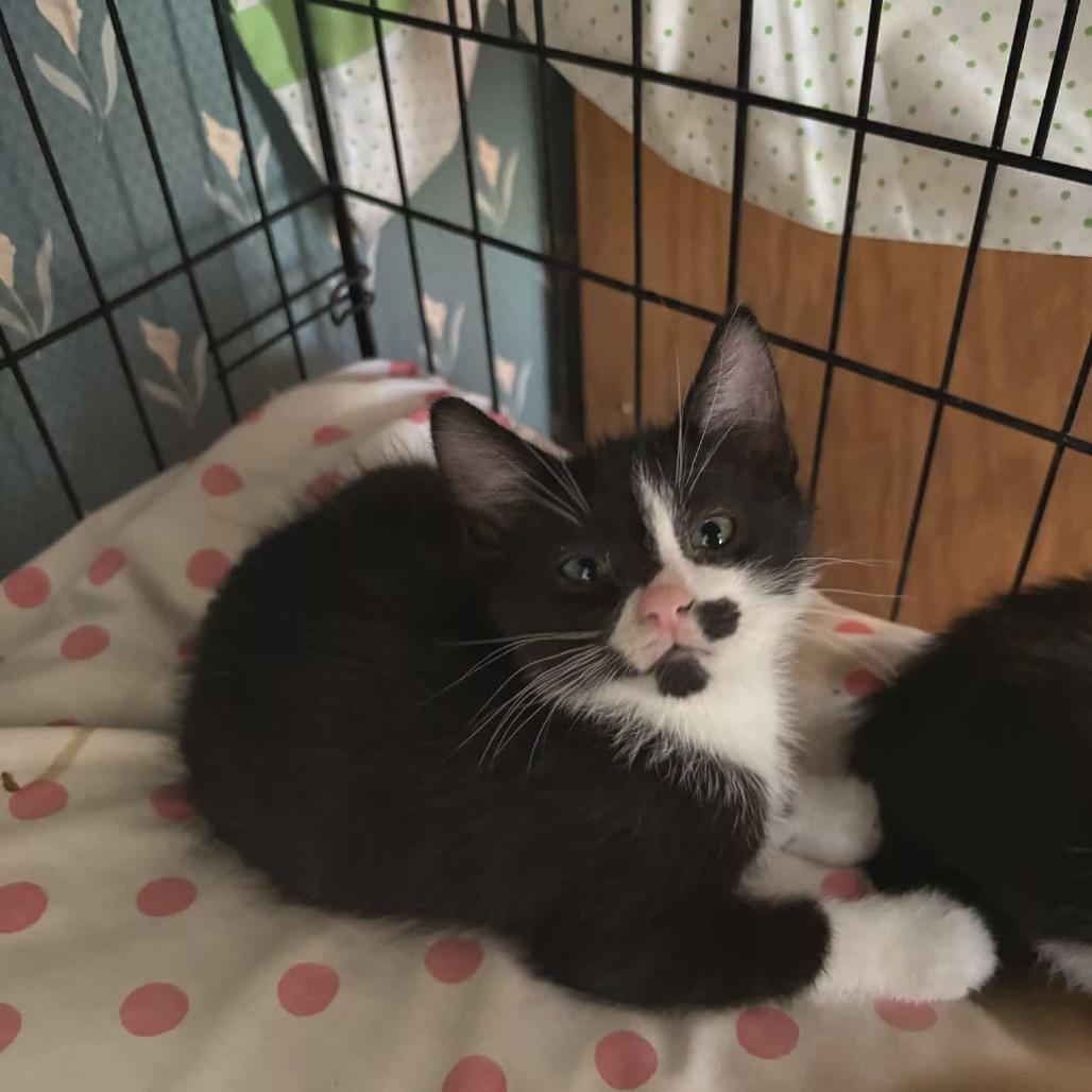 Camillo, Adoptable, Kitten Male Domestic Short Hair.