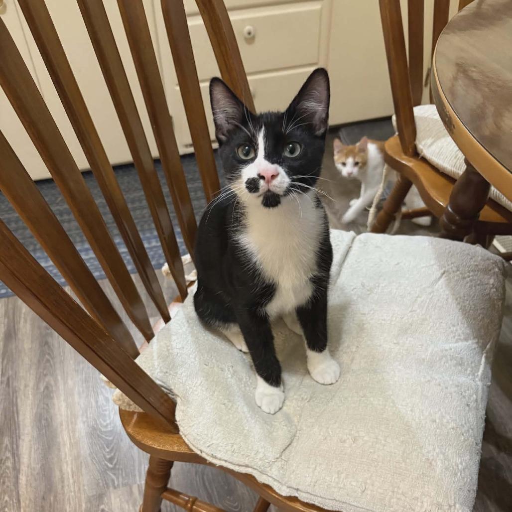 Camillo, Adoptable, Kitten Male Domestic Short Hair.