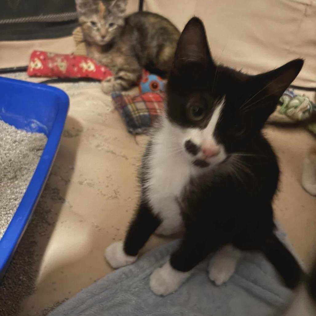 Enlarge Camillo, a Adoptable Domestic Short Hair in Abbotsford, BC image 2/6