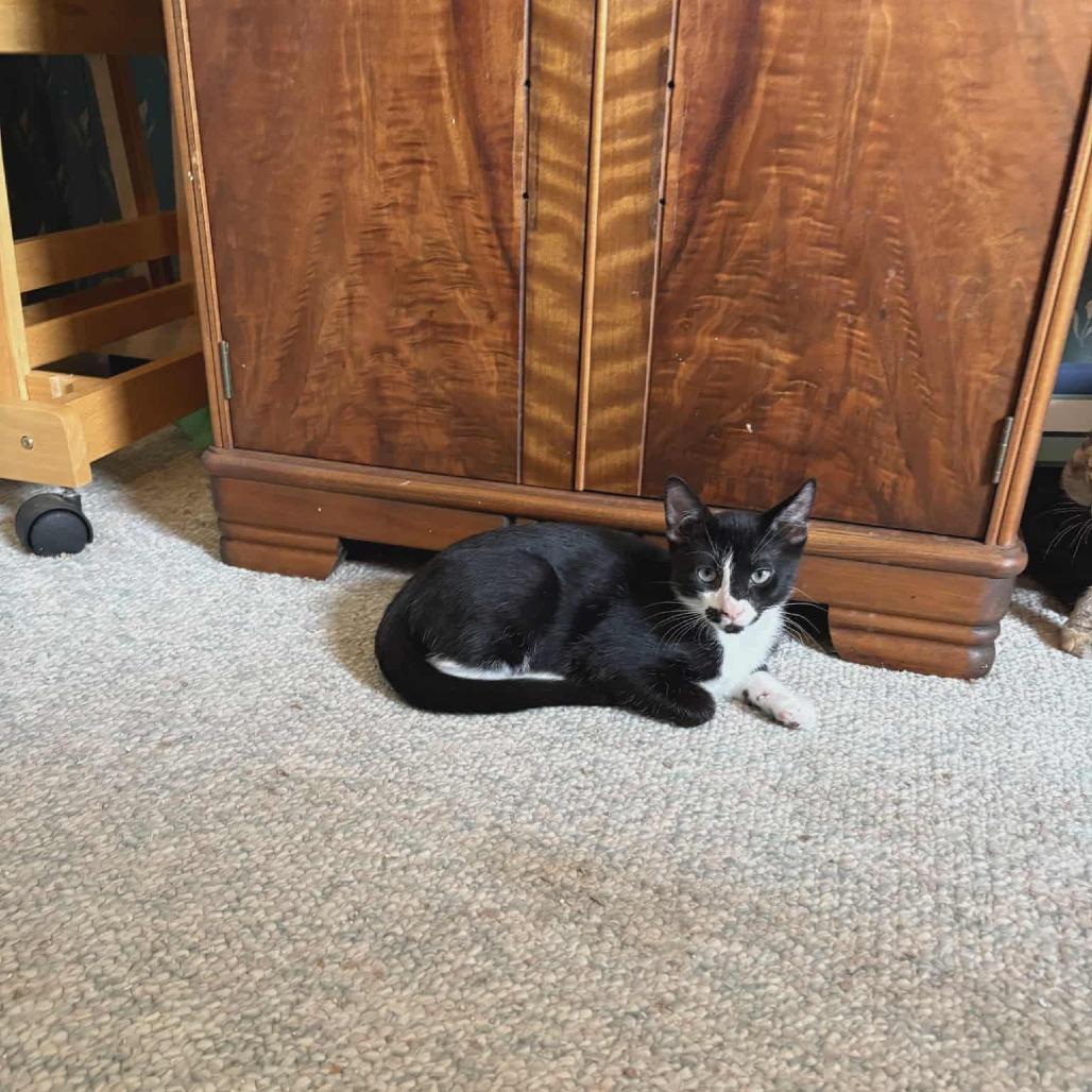 Enlarge Camillo, a Adoptable Domestic Short Hair in Abbotsford, BC image 5/6