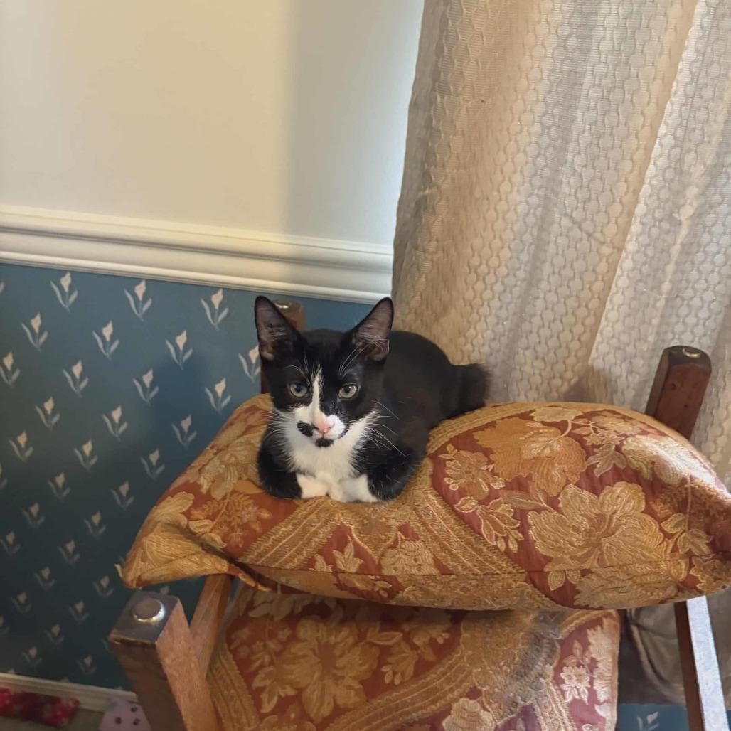 Enlarge Camillo, a Adoptable Domestic Short Hair in Abbotsford, BC image 6/6